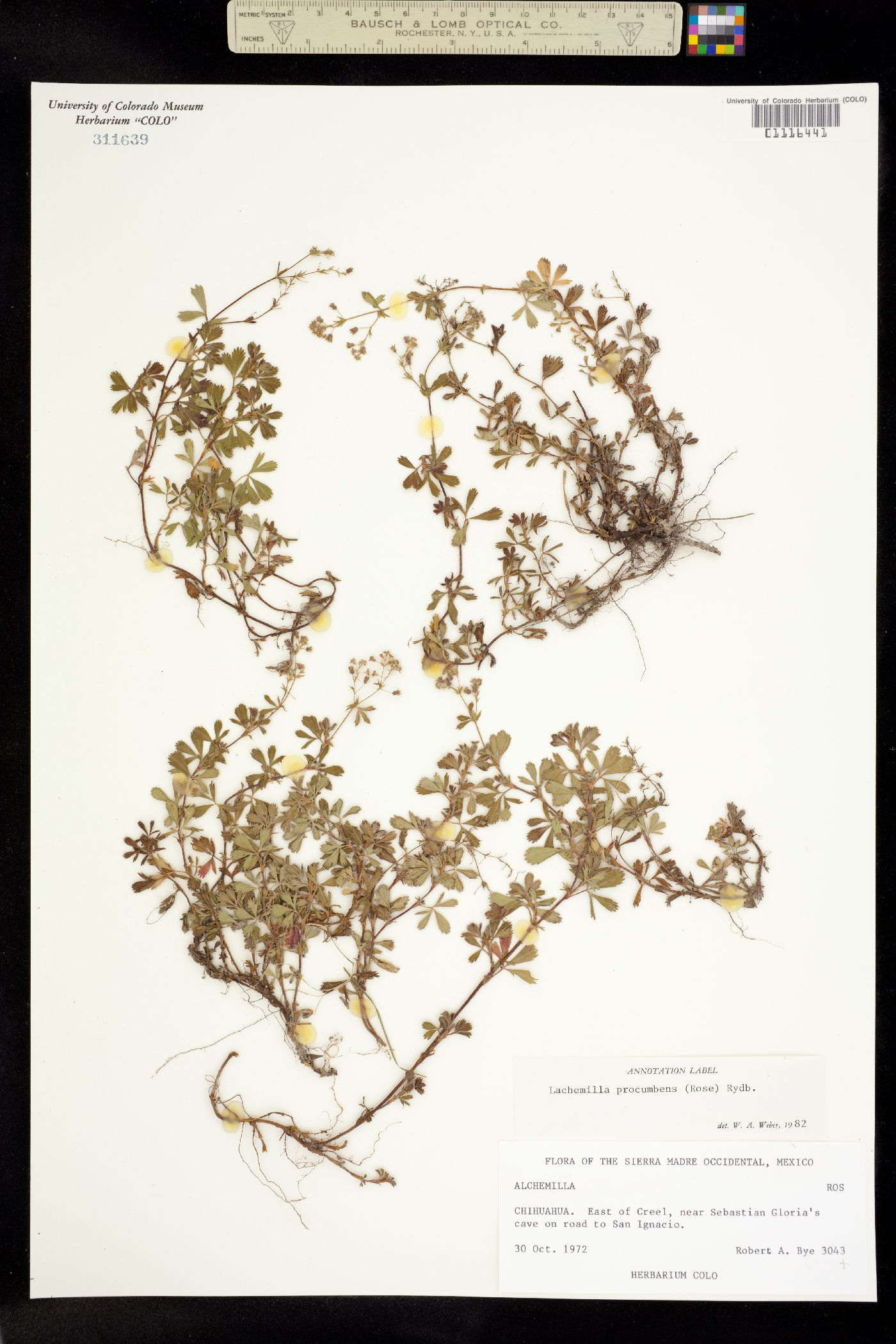 Lachemilla procumbens image