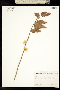 Image of Rubus japonicus