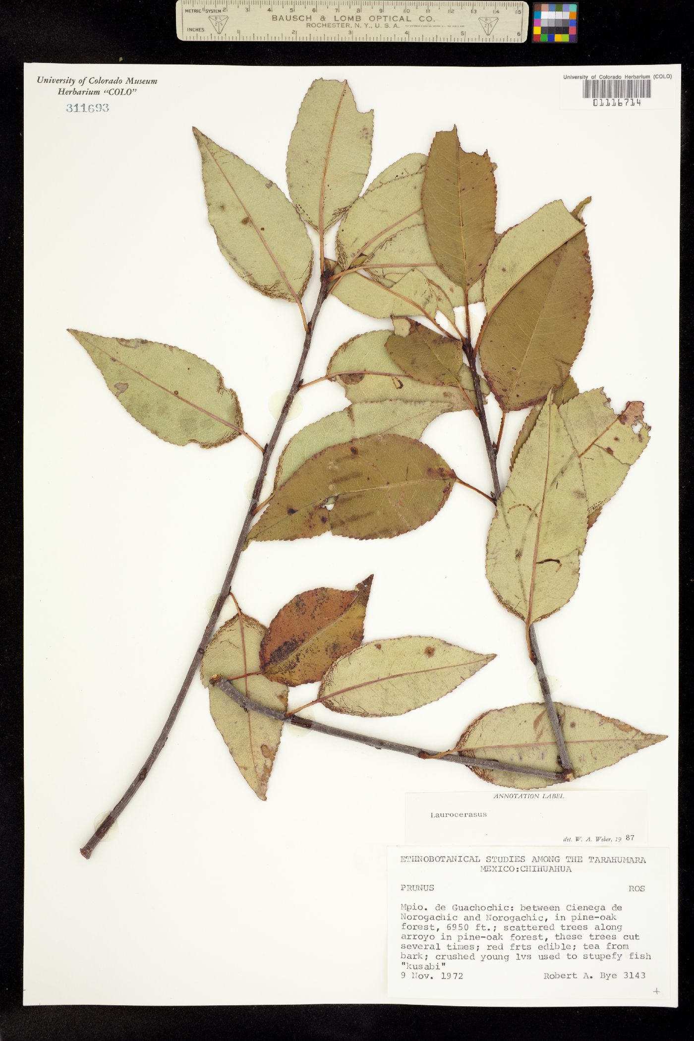 Lauro-cerasus image