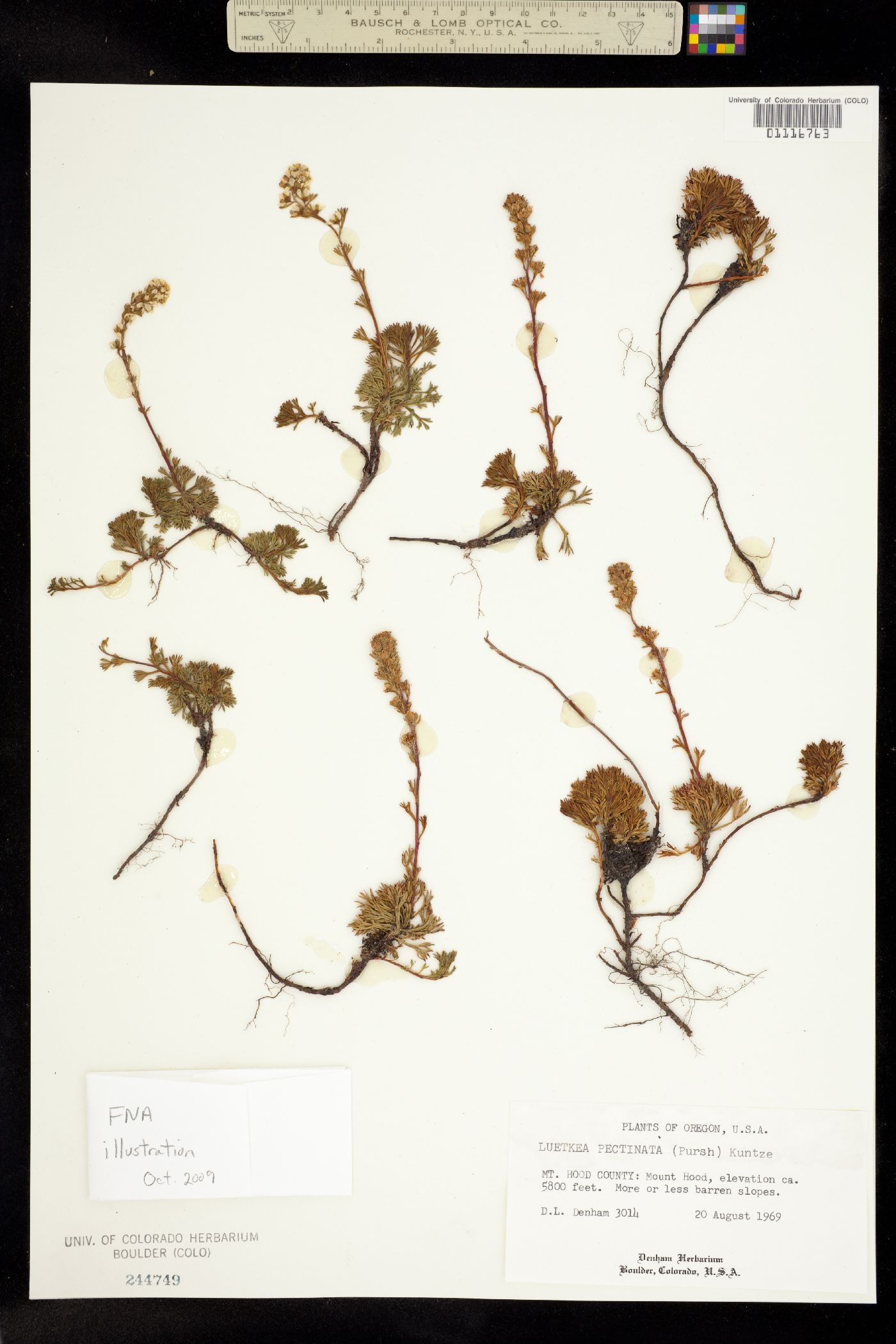 Luetkea pectinata image