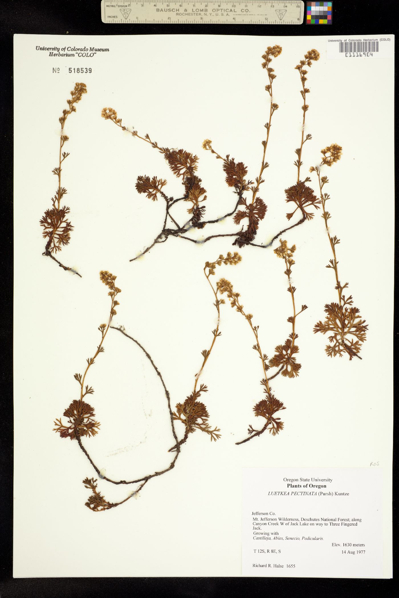 Luetkea pectinata image