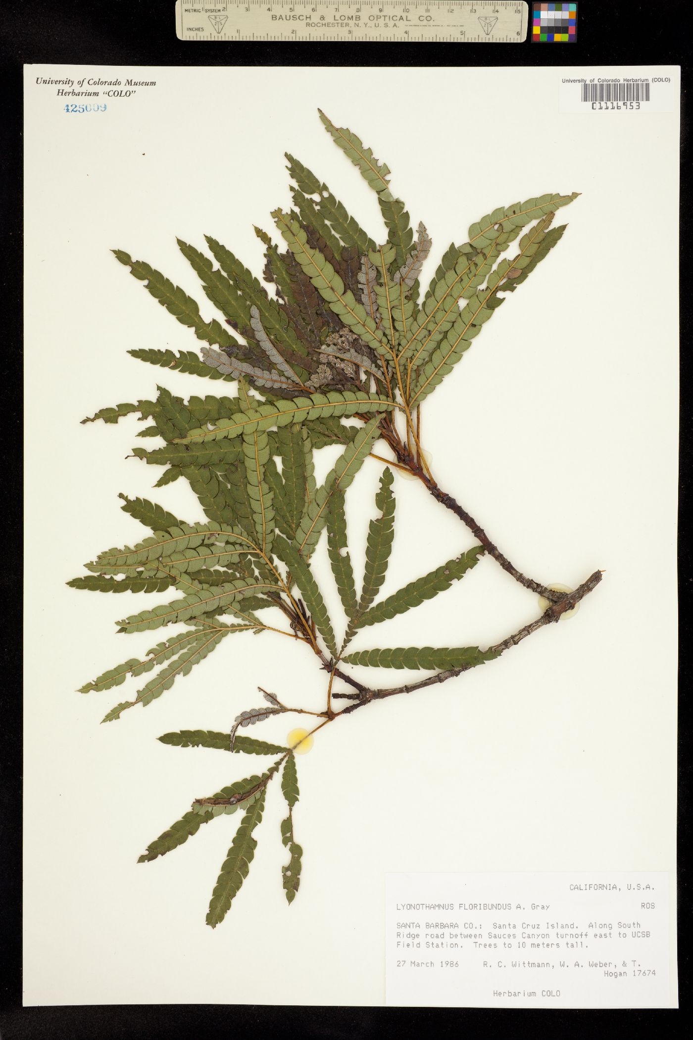 Lyonothamnus floribundus image