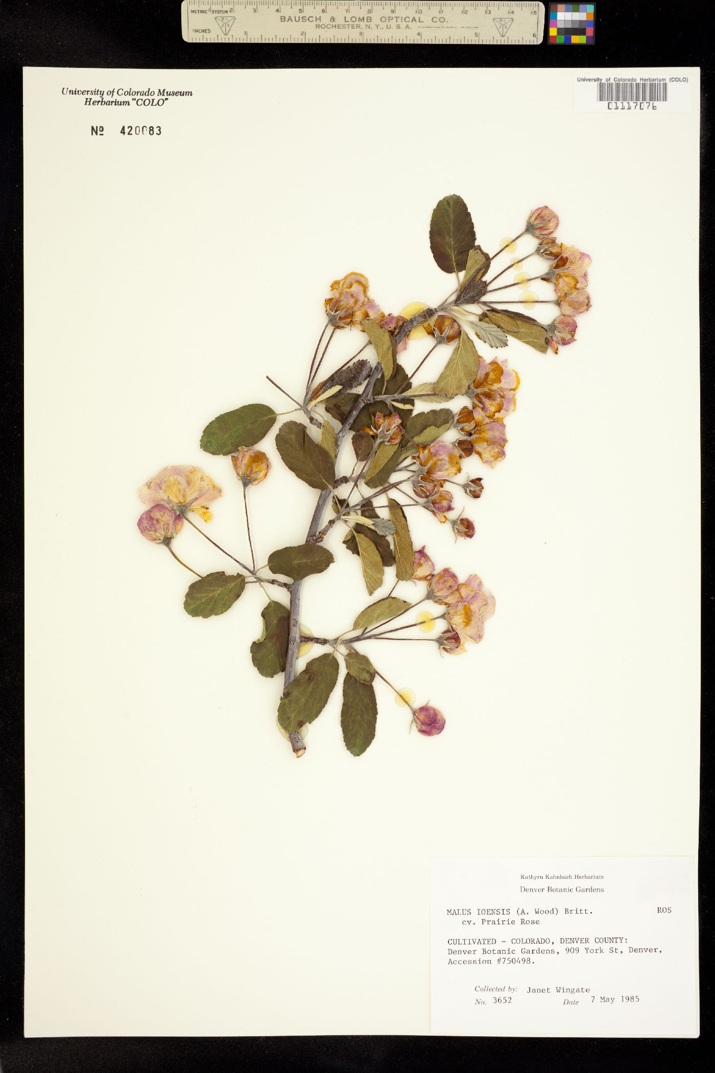 Malus ioensis image