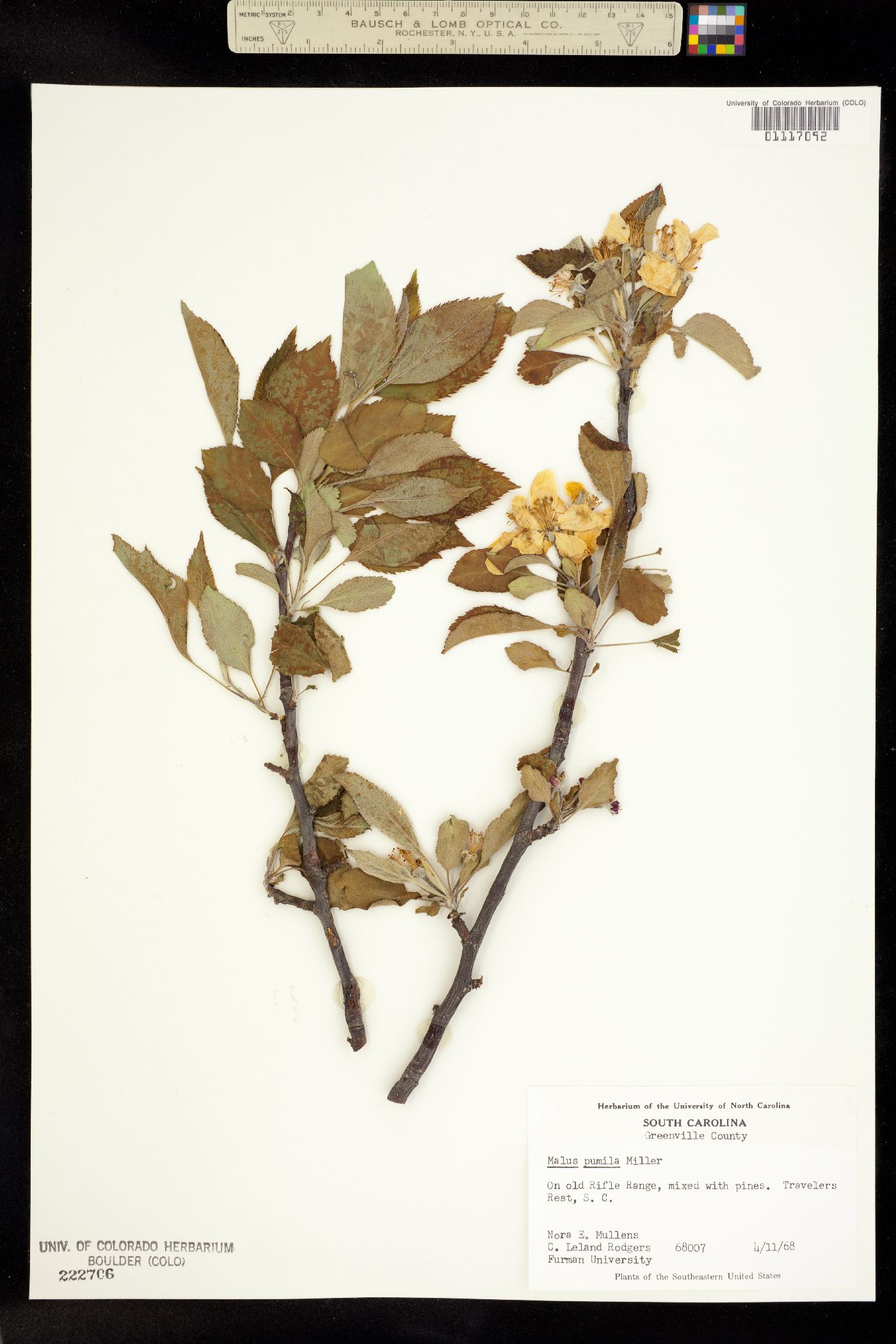 Malus pumila image