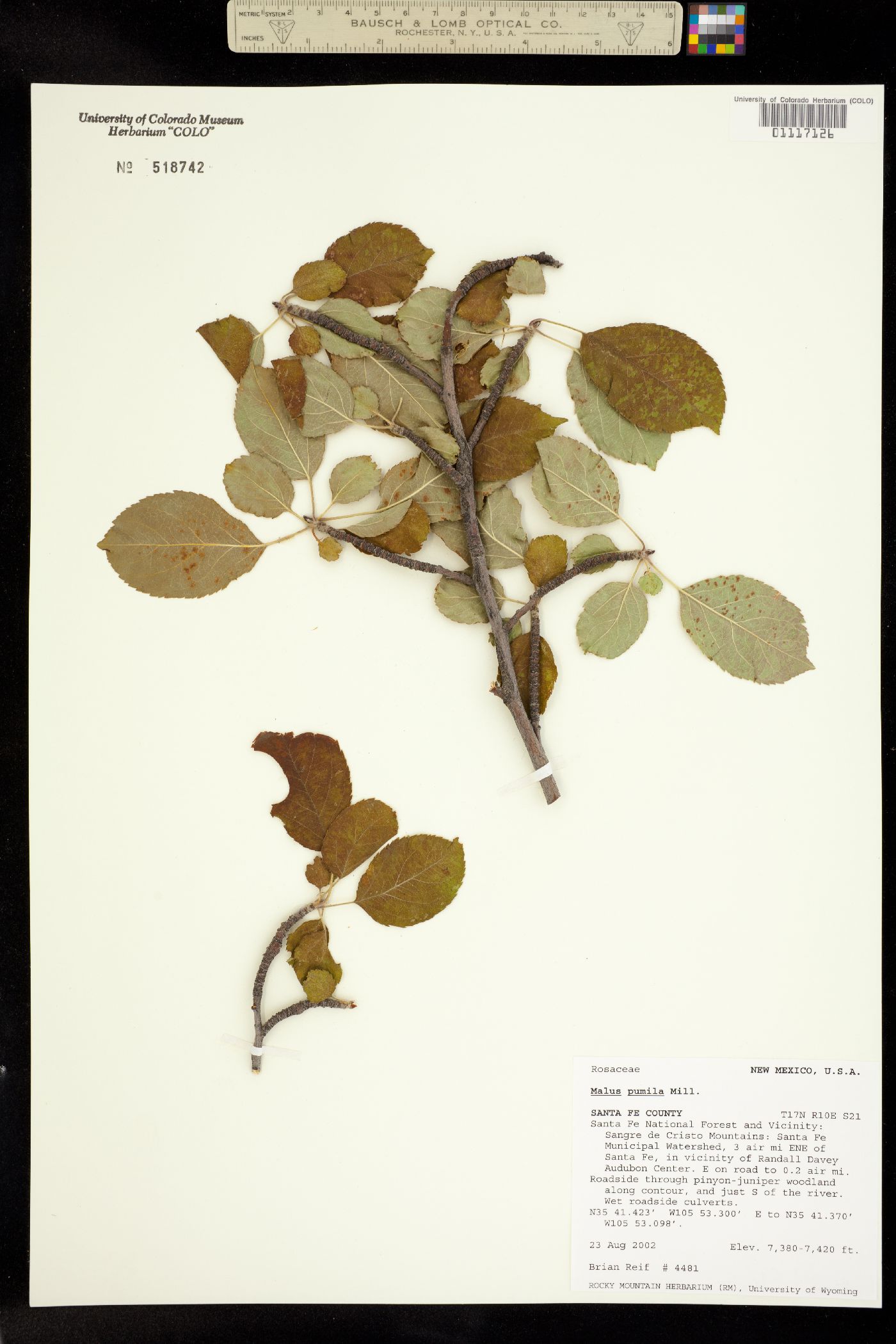 Malus image