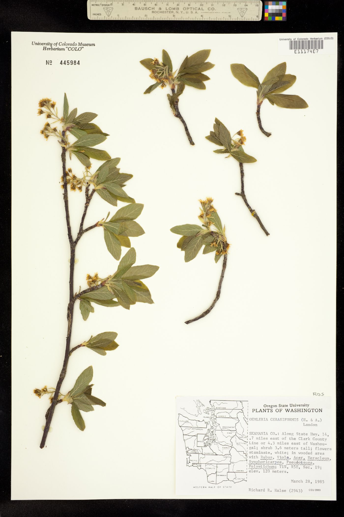 Oemleria cerasiformis image