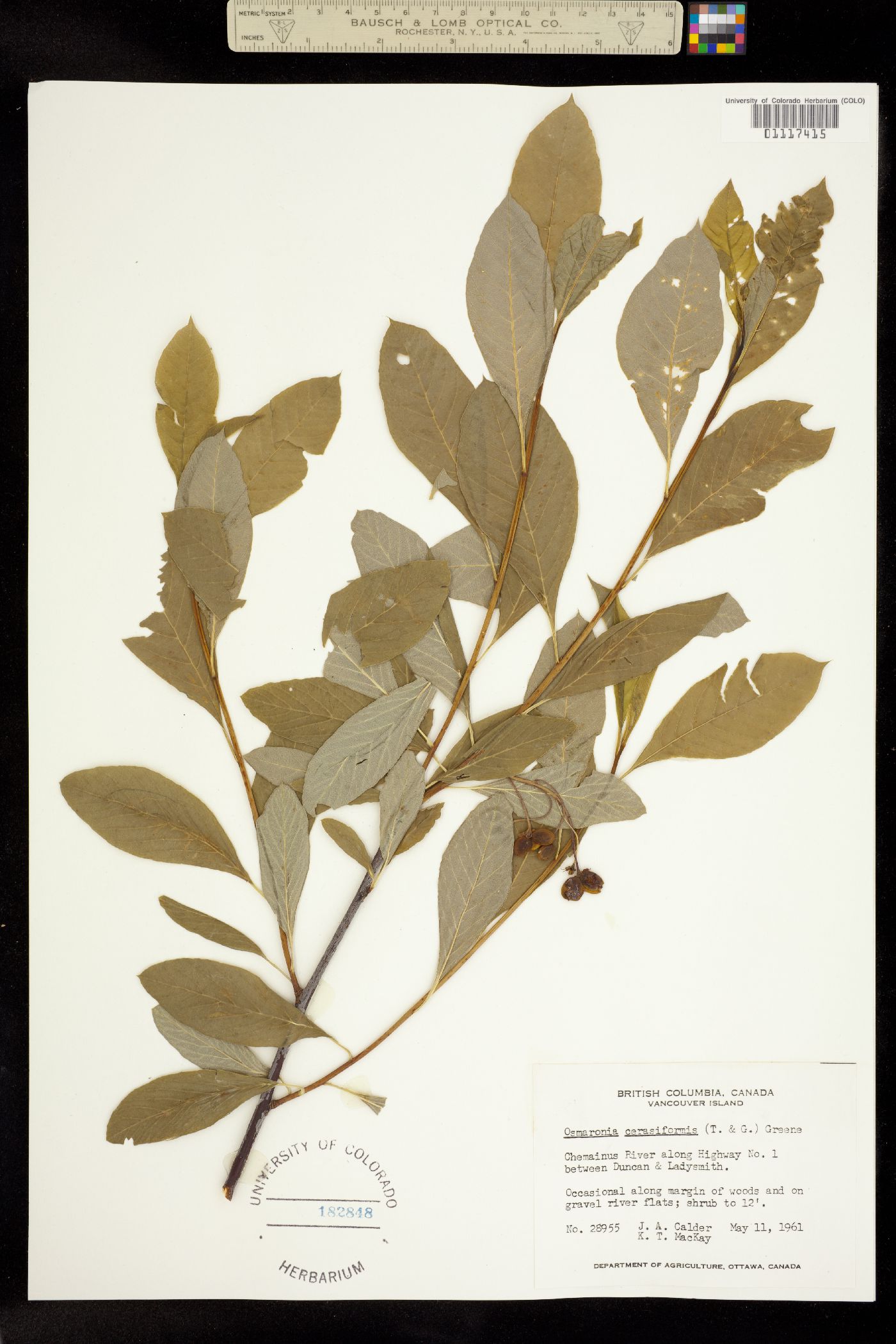 Oemleria cerasiformis image
