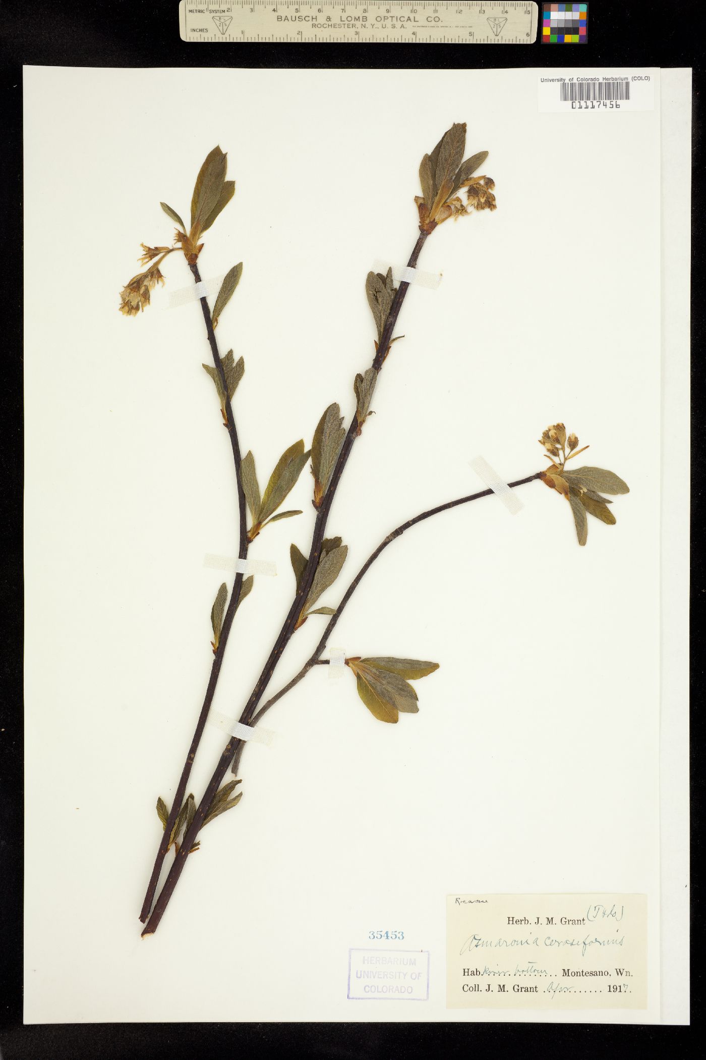 Oemleria cerasiformis image