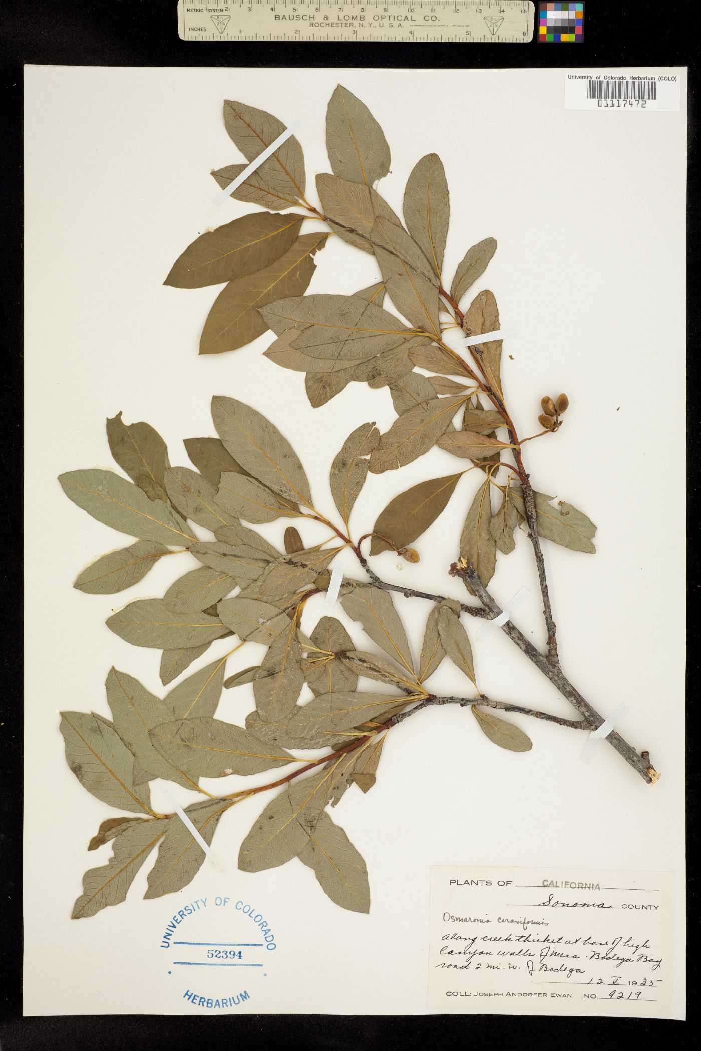 Oemleria cerasiformis image