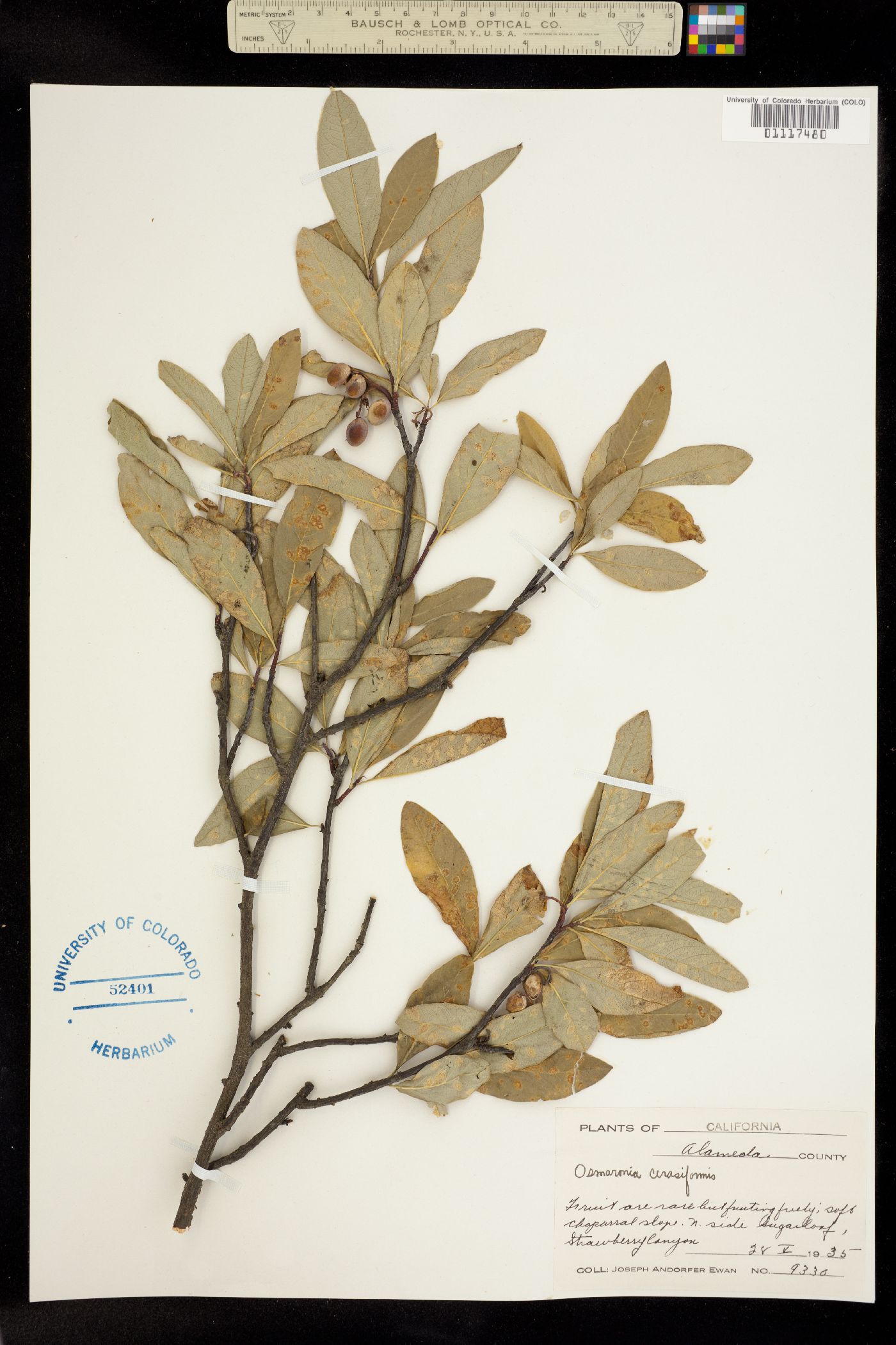 Oemleria cerasiformis image