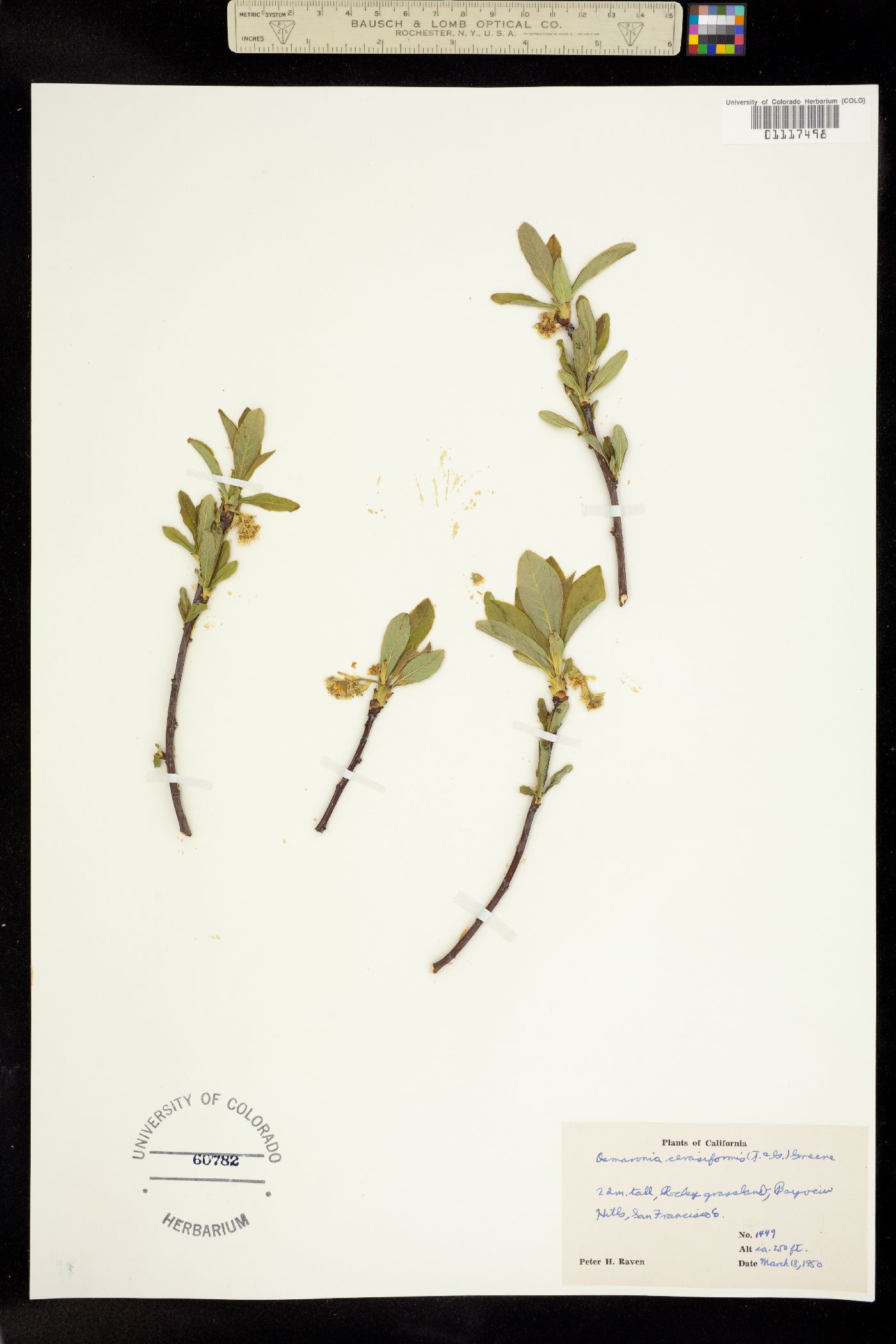 Oemleria cerasiformis image
