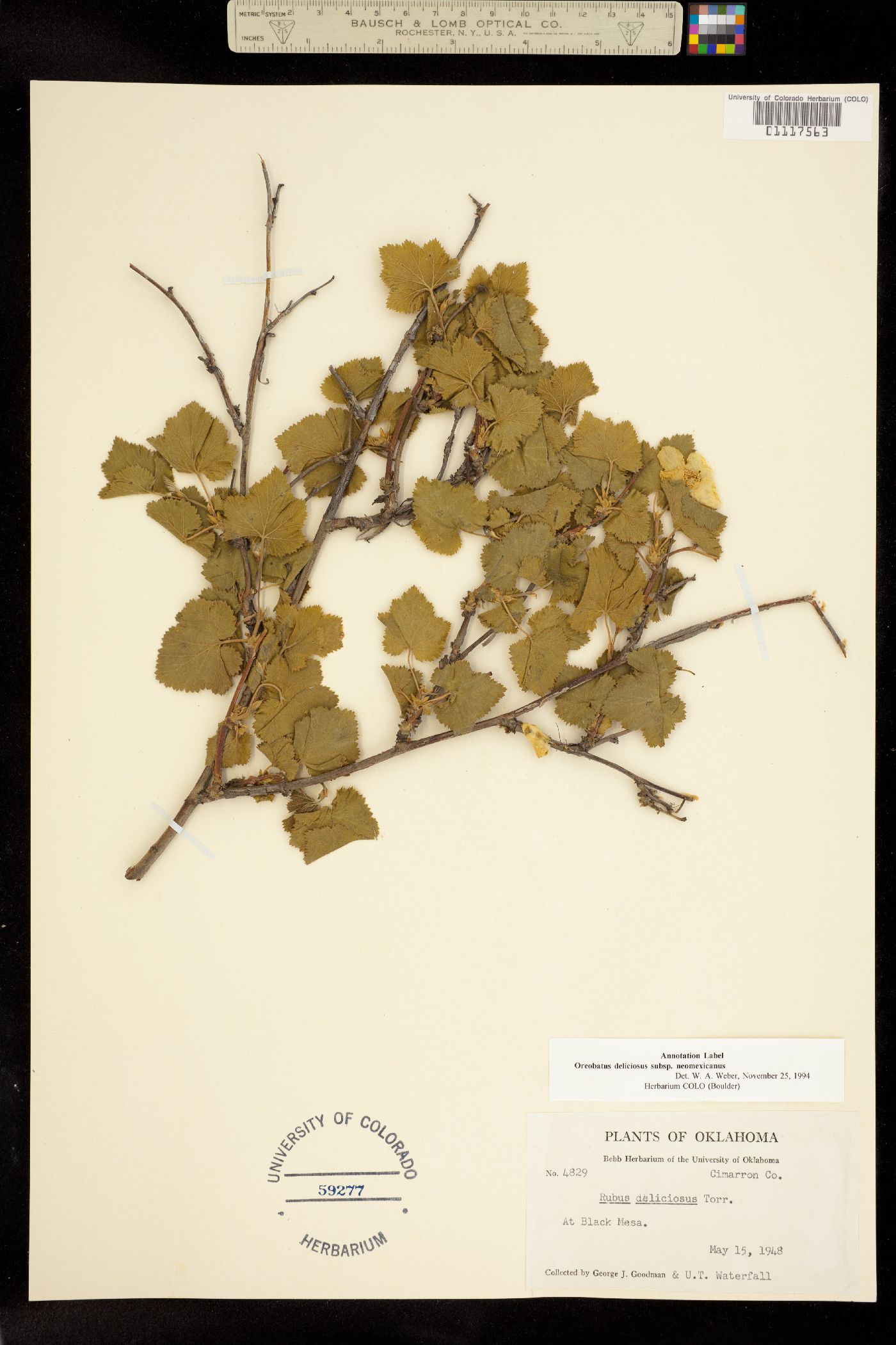 Rubus neomexicanus image