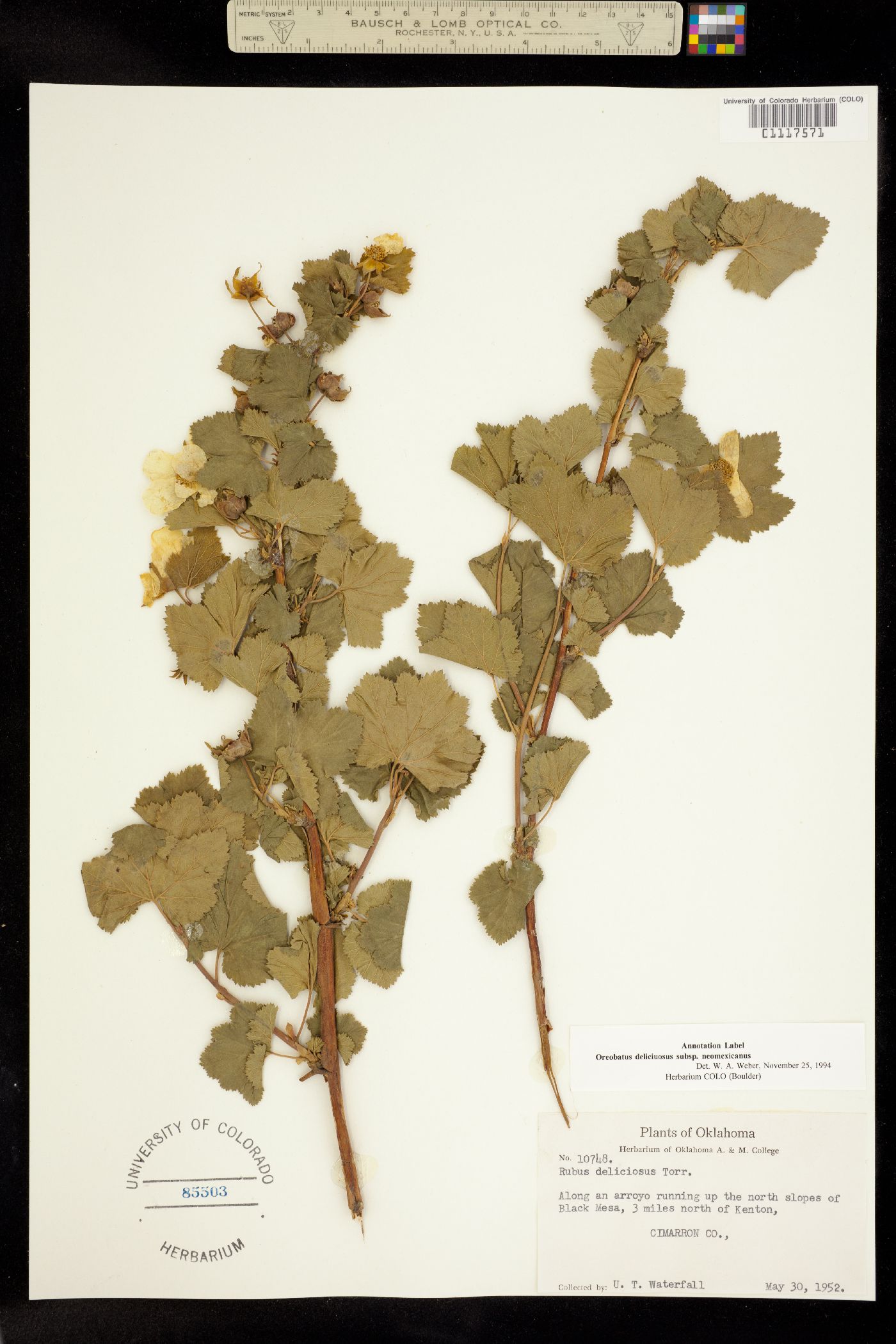 Rubus neomexicanus image