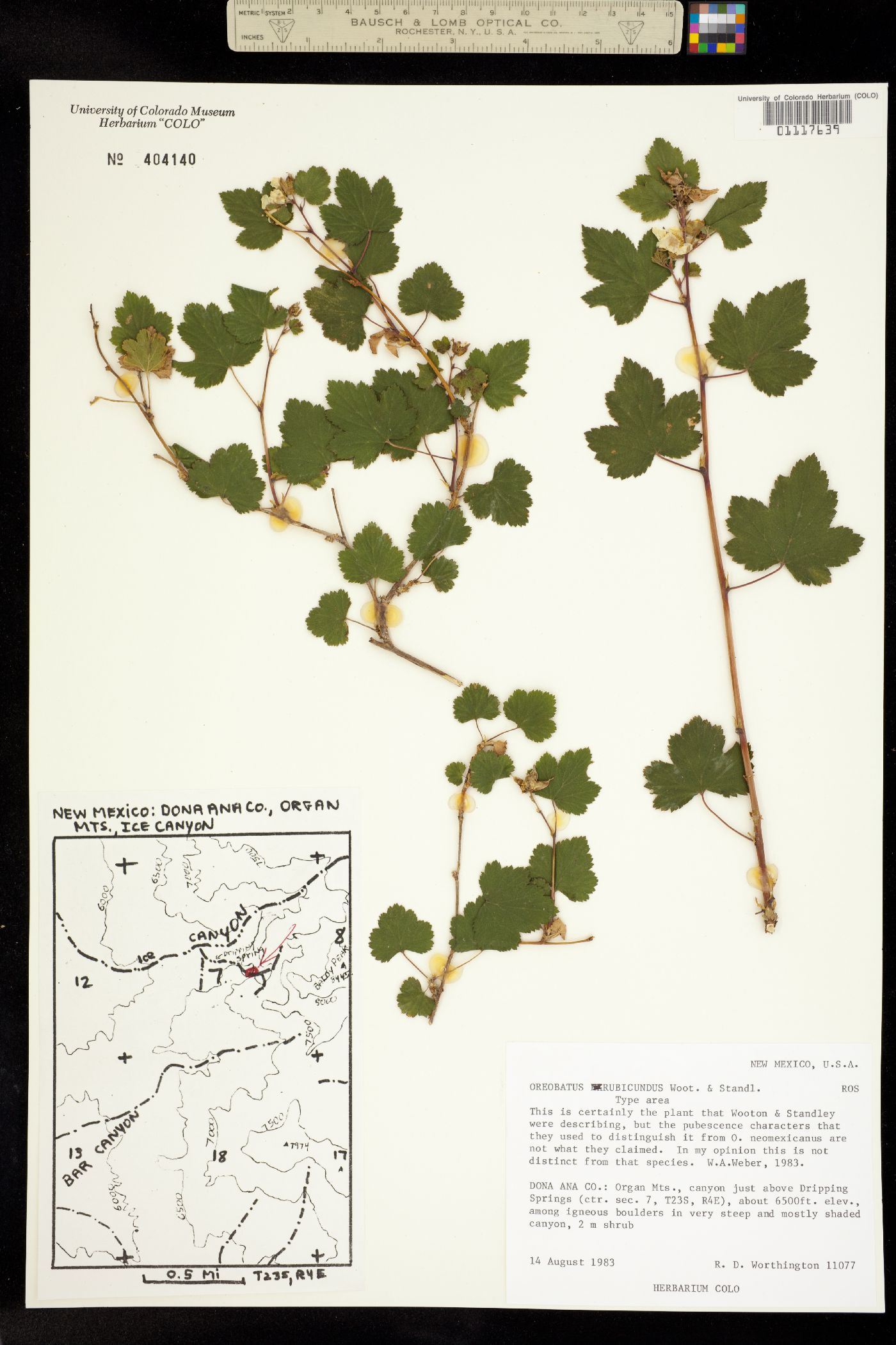 Rubus neomexicanus image