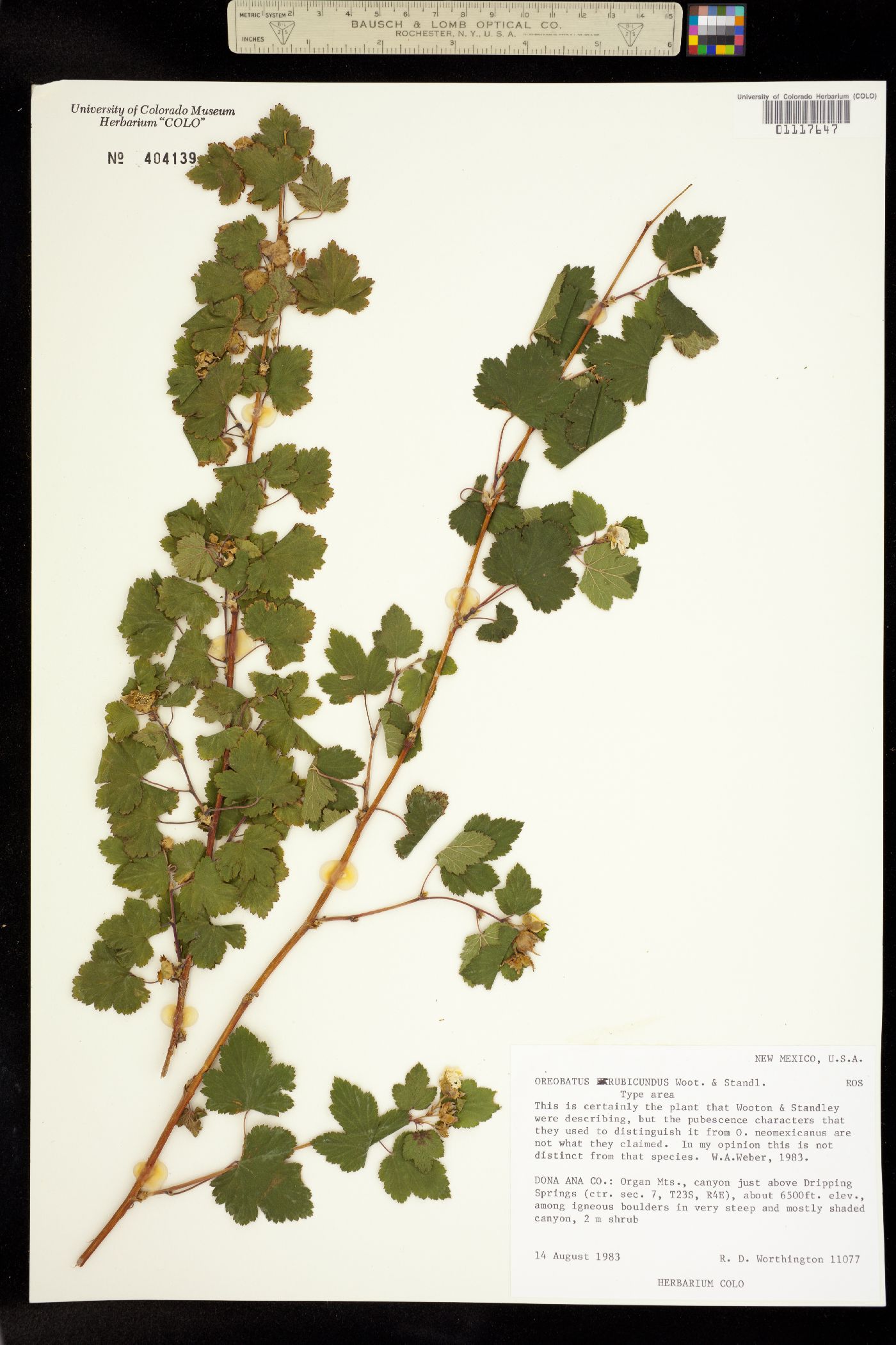 Rubus neomexicanus image