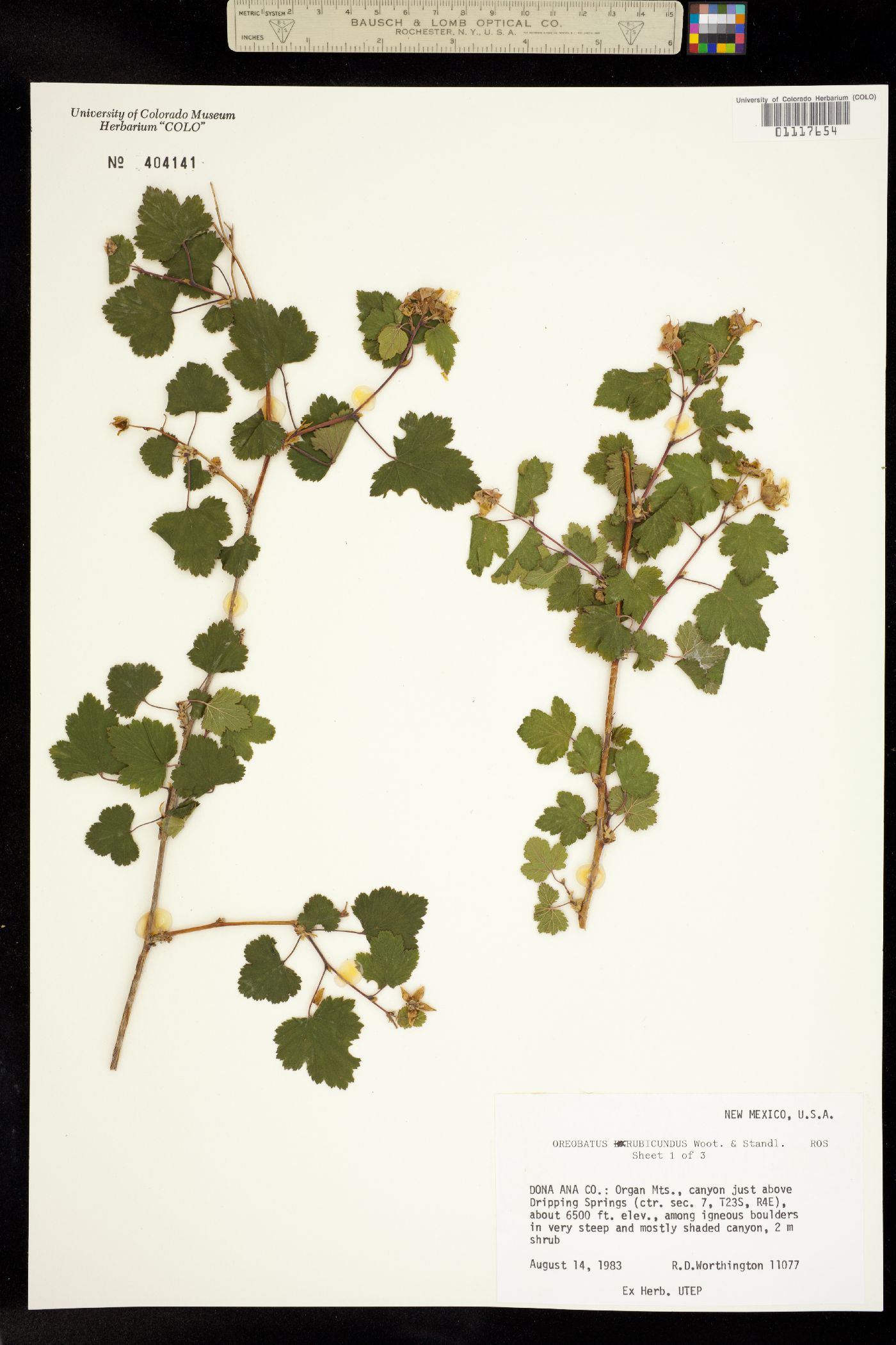 Rubus neomexicanus image