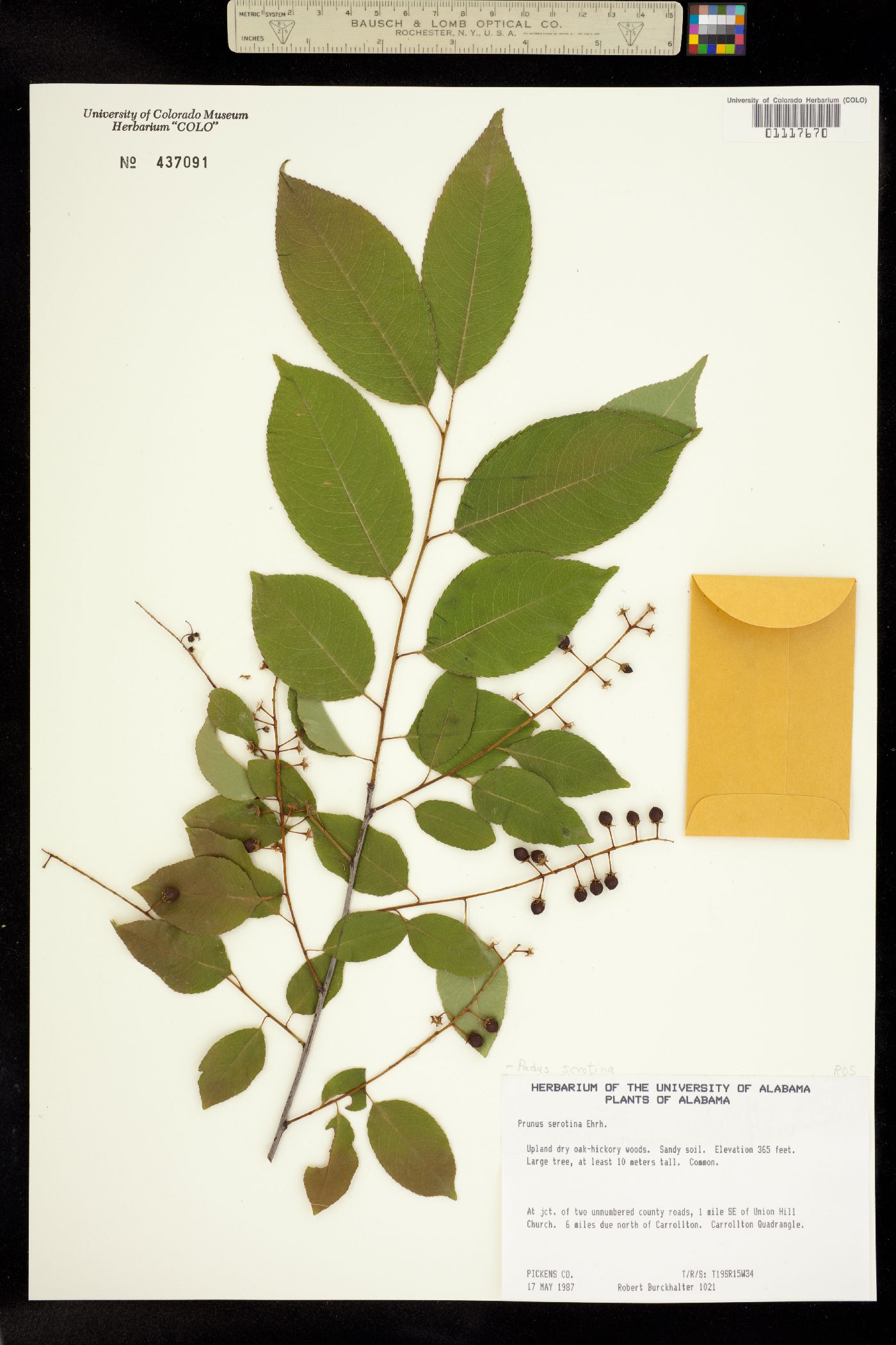 Padus serotina image
