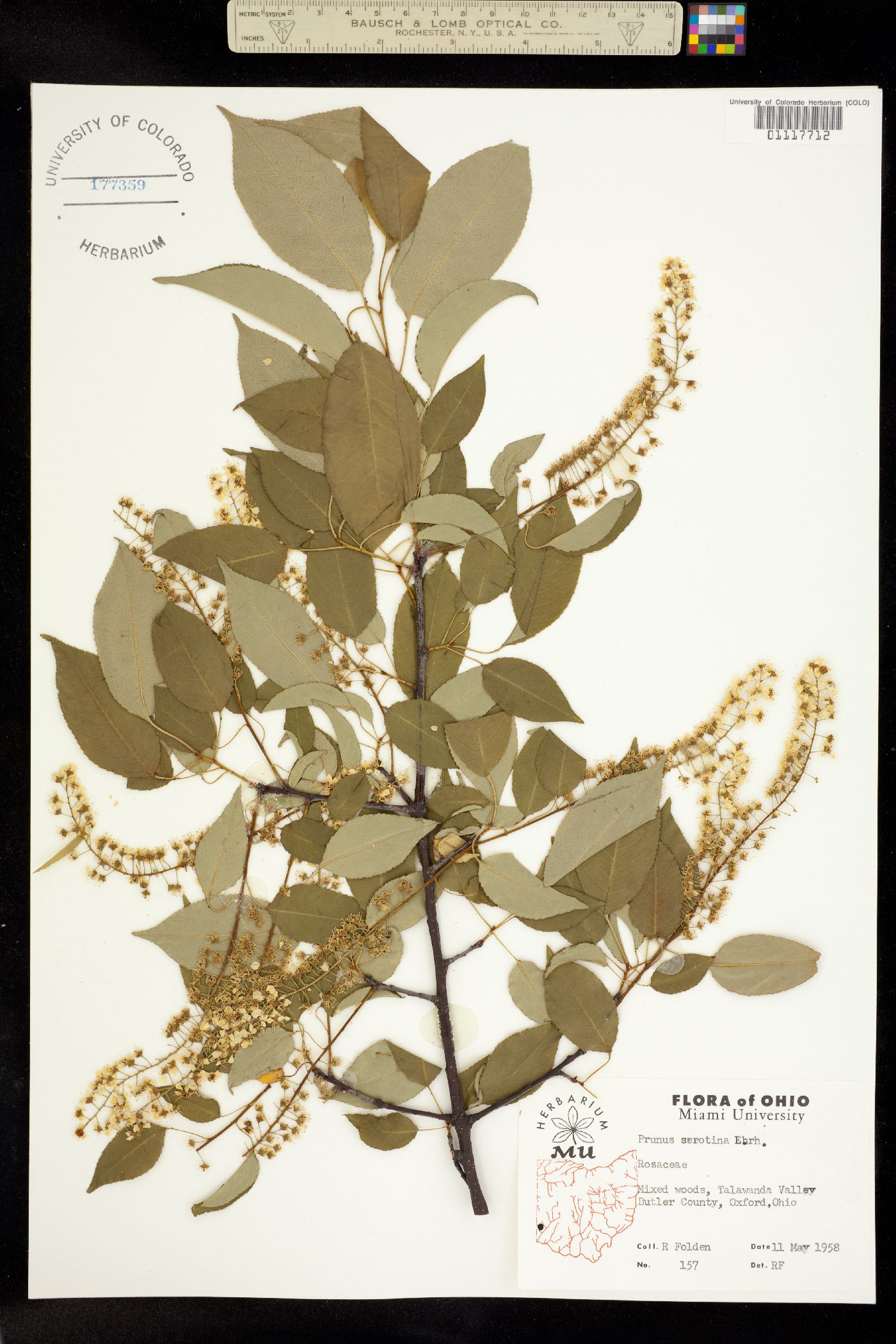 Prunus serotina image