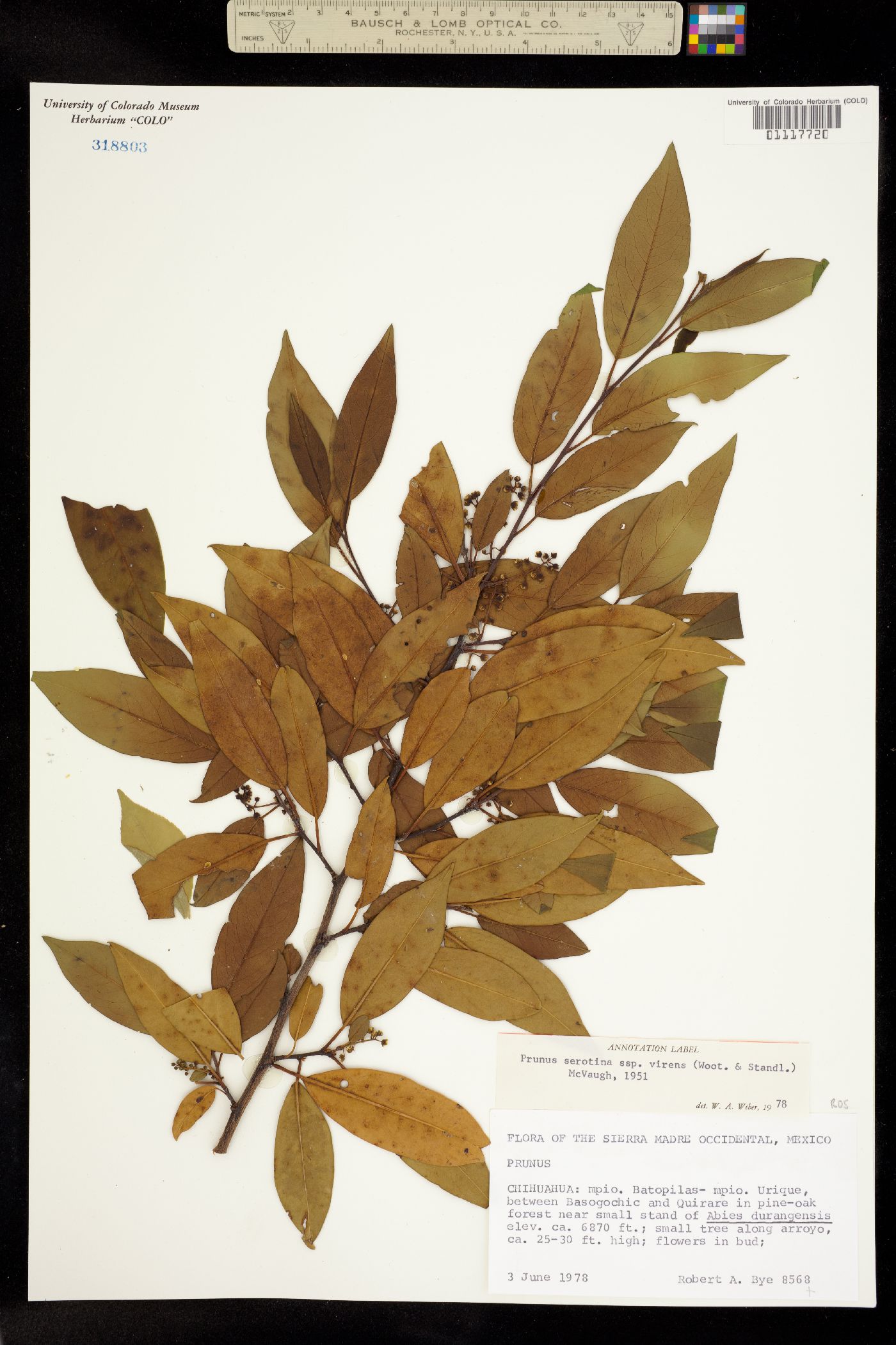 Padus serotina image
