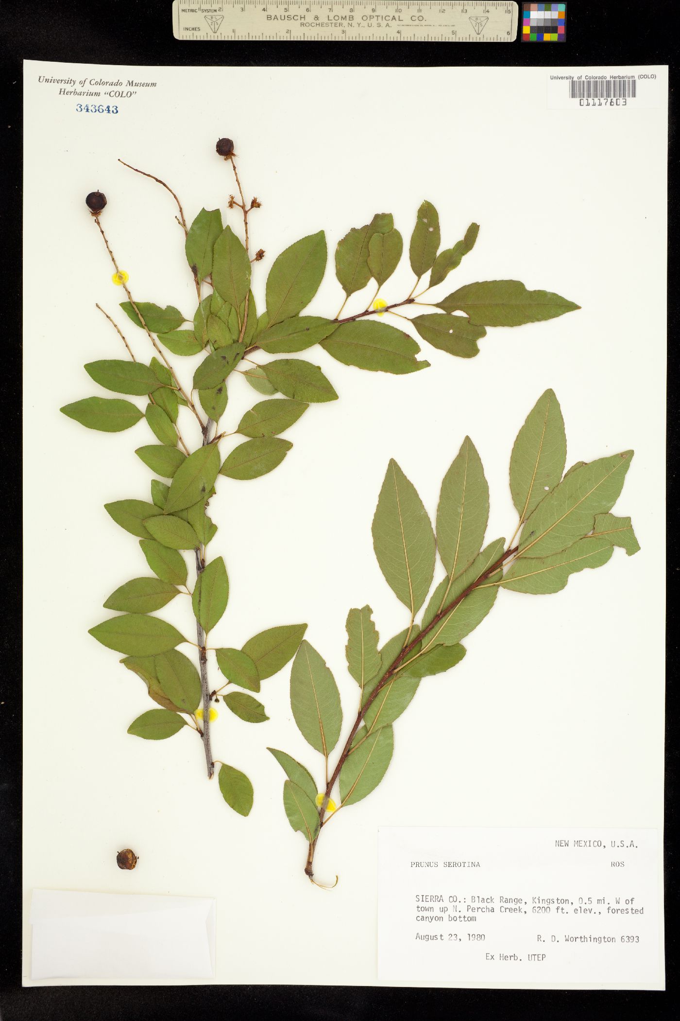 Padus serotina image