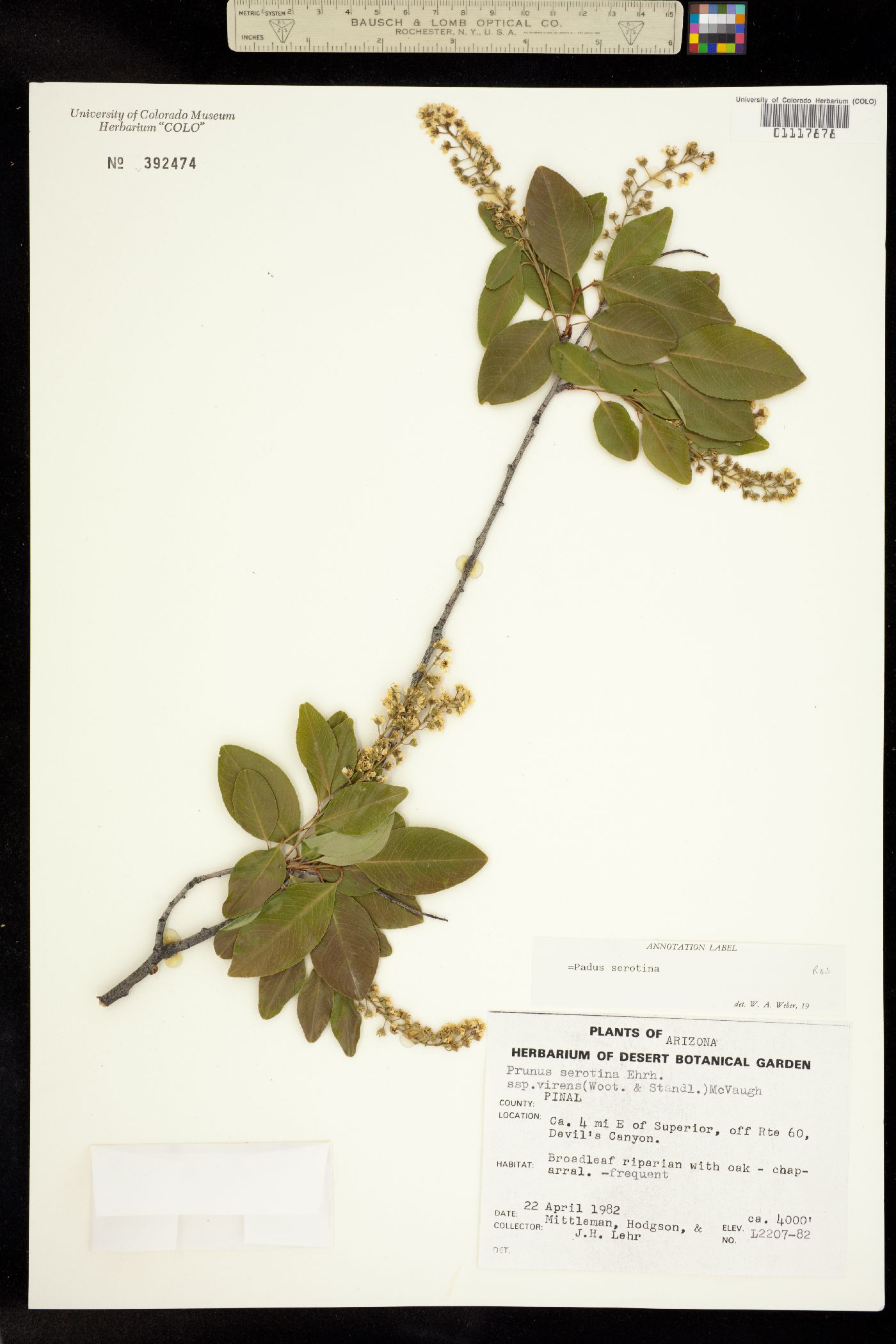 Padus serotina image