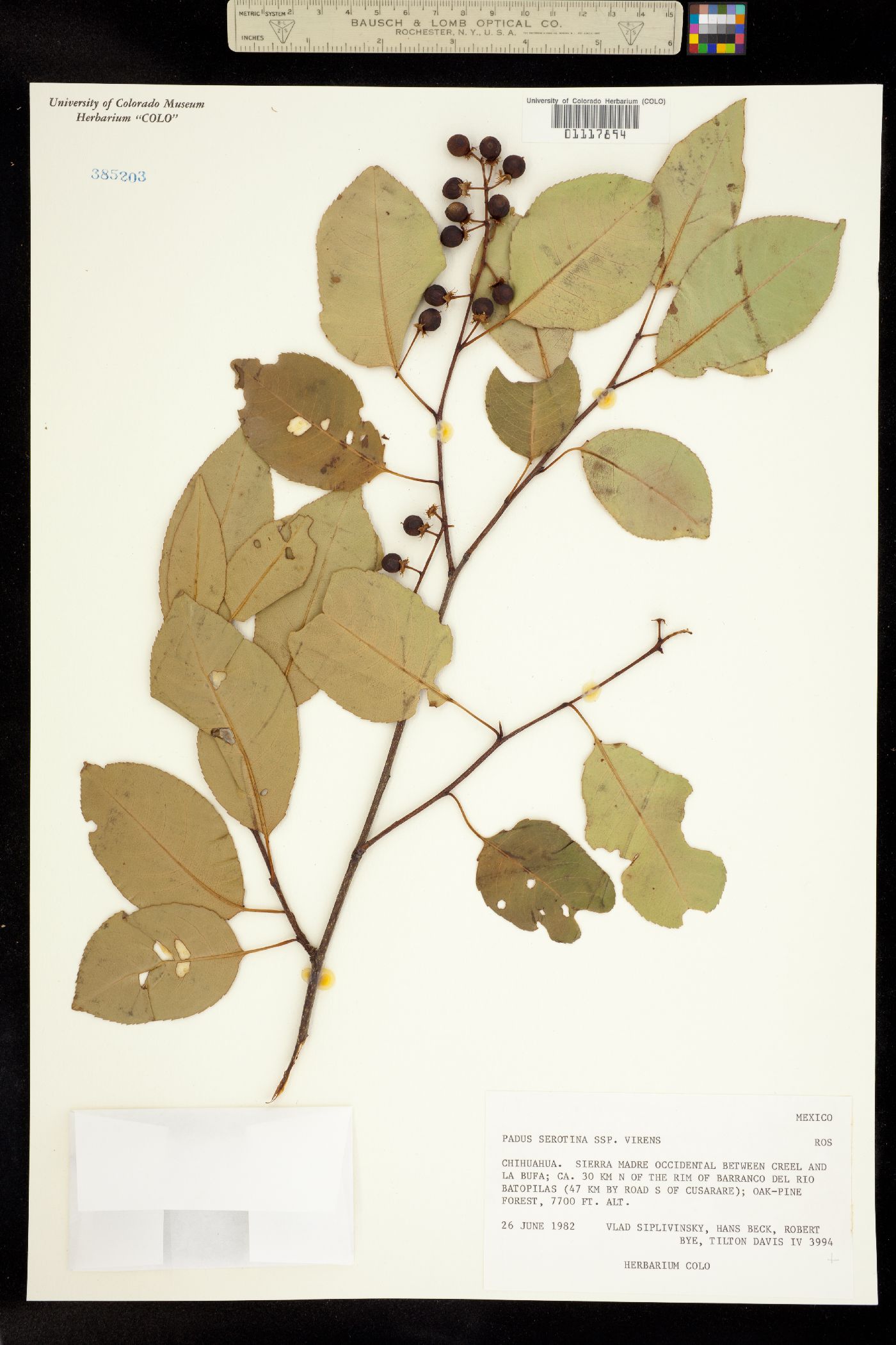 Padus serotina image