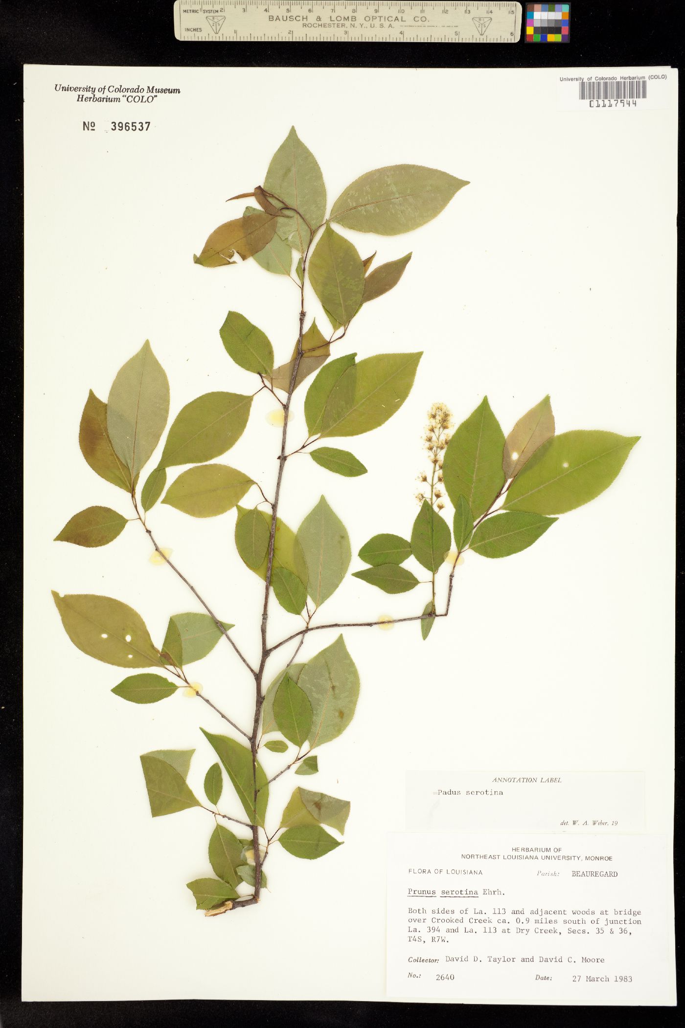 Padus serotina image