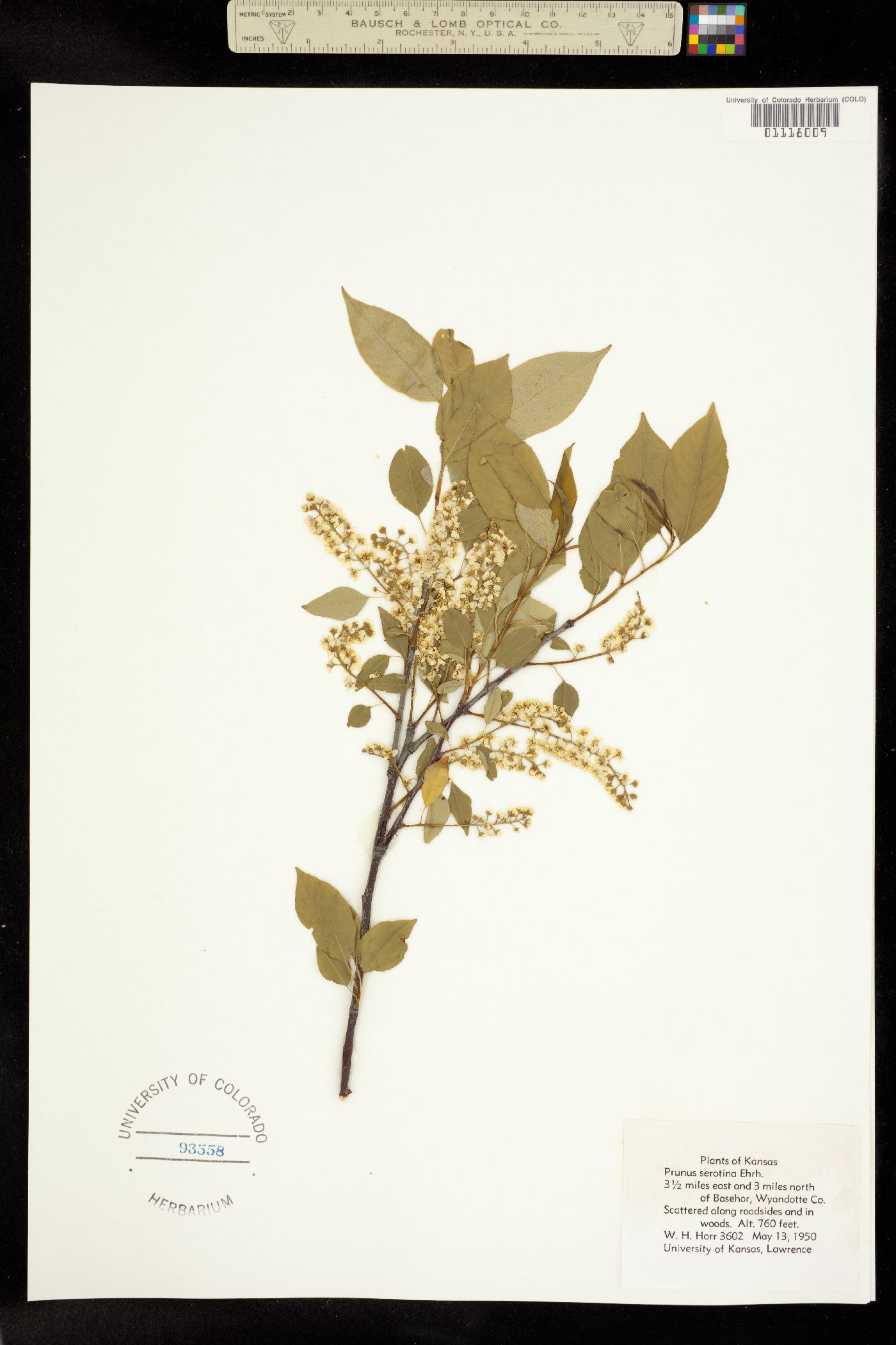 Padus serotina image