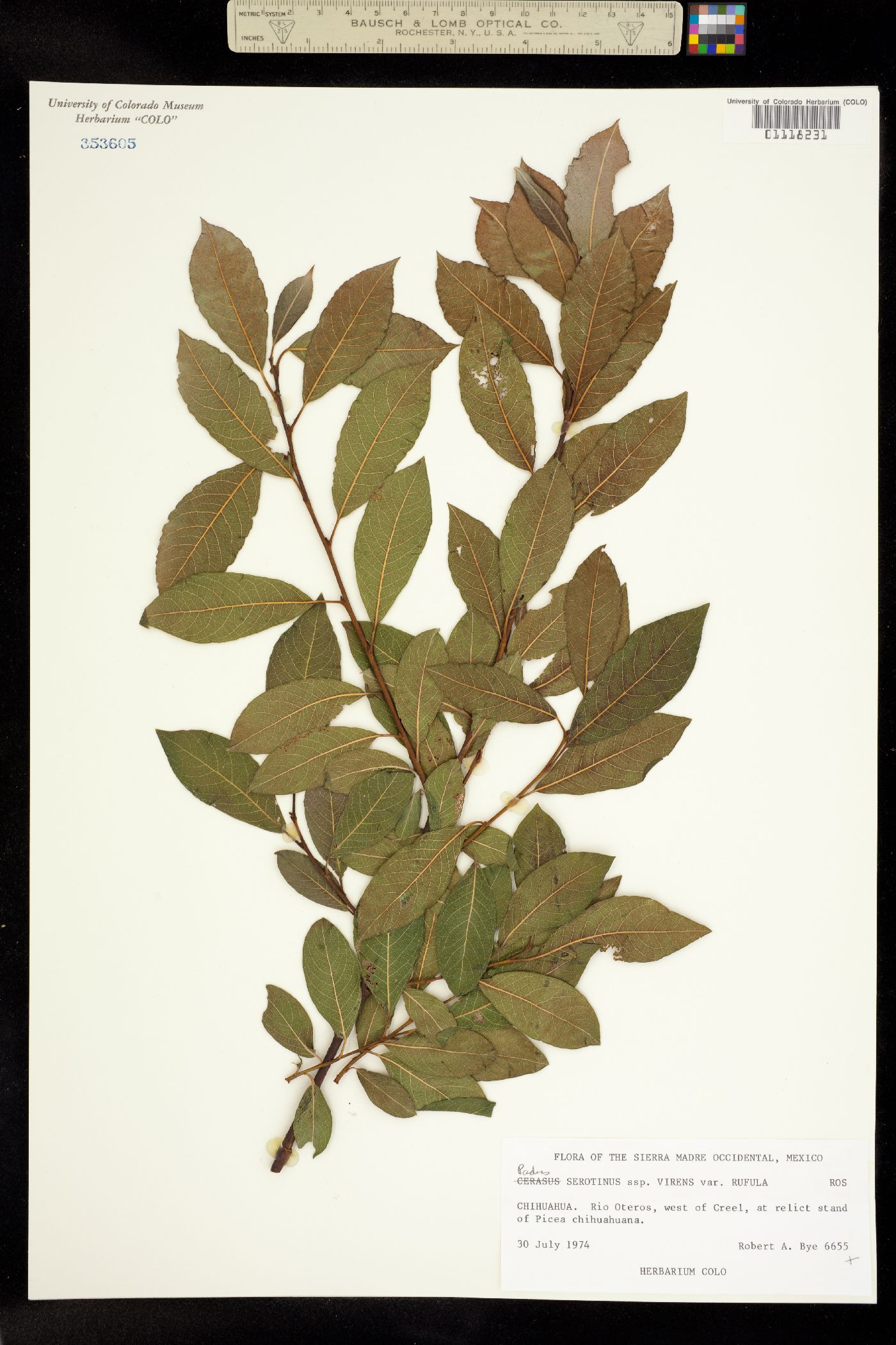 Padus serotina image