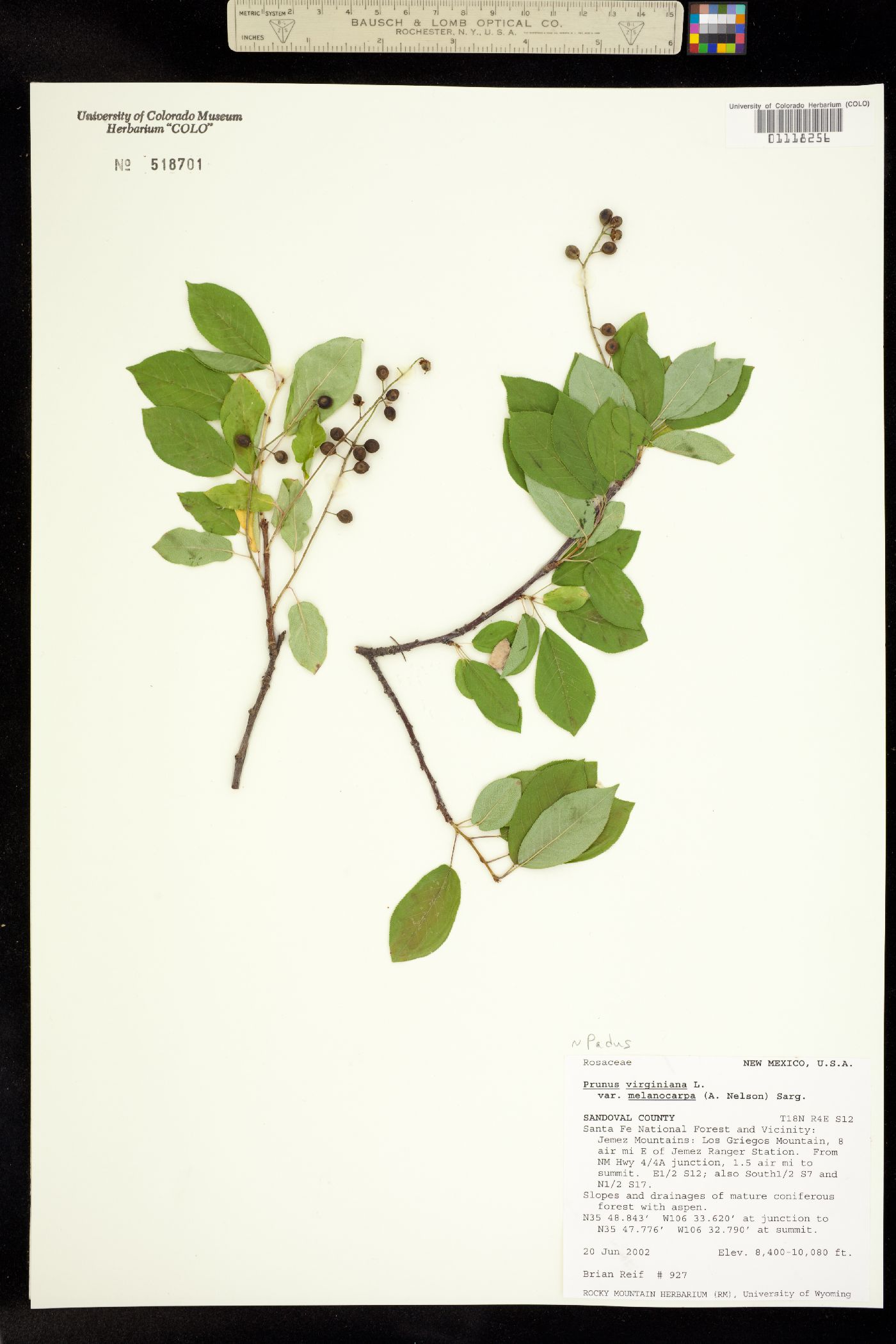 Padus virginiana image