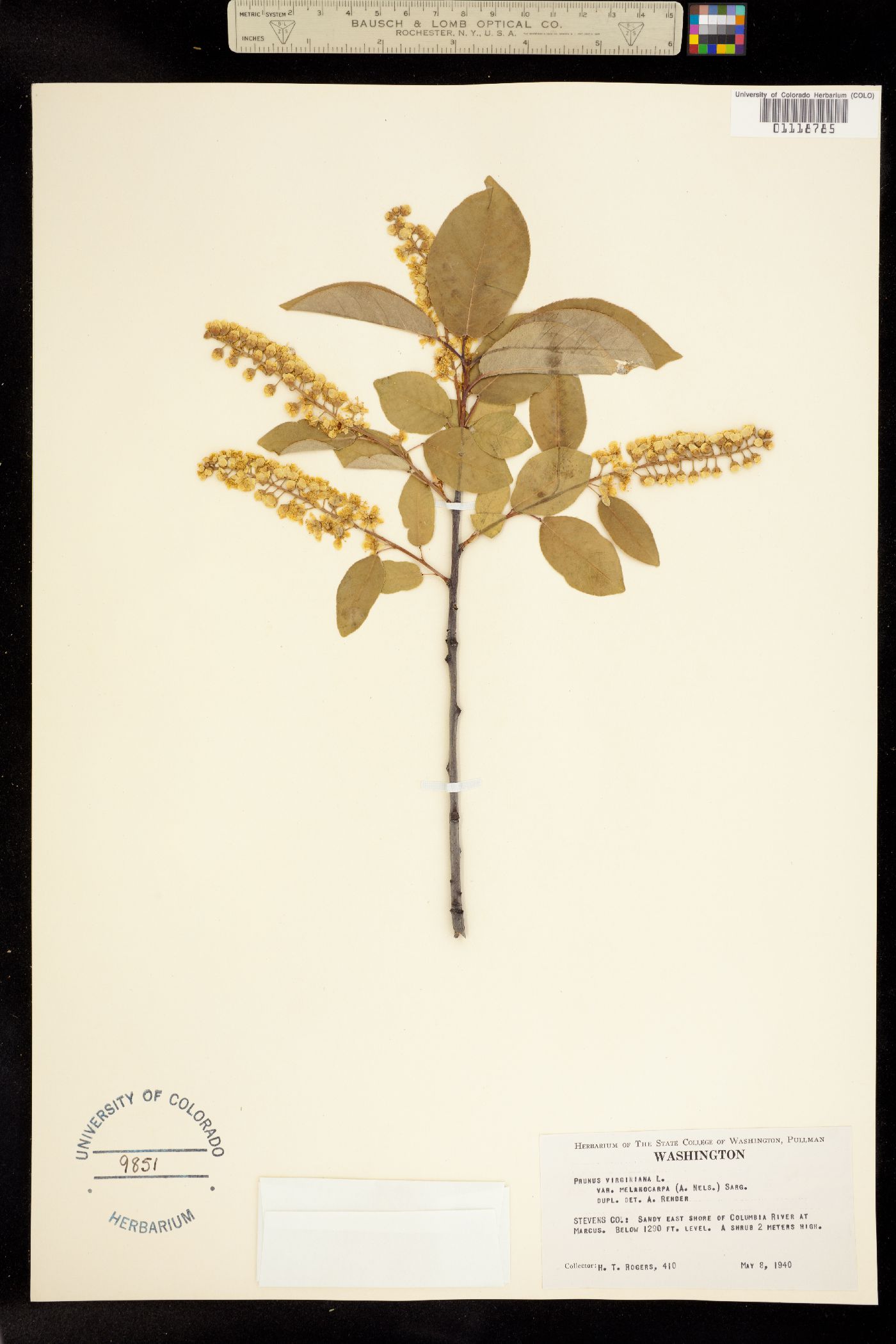 Padus virginiana image