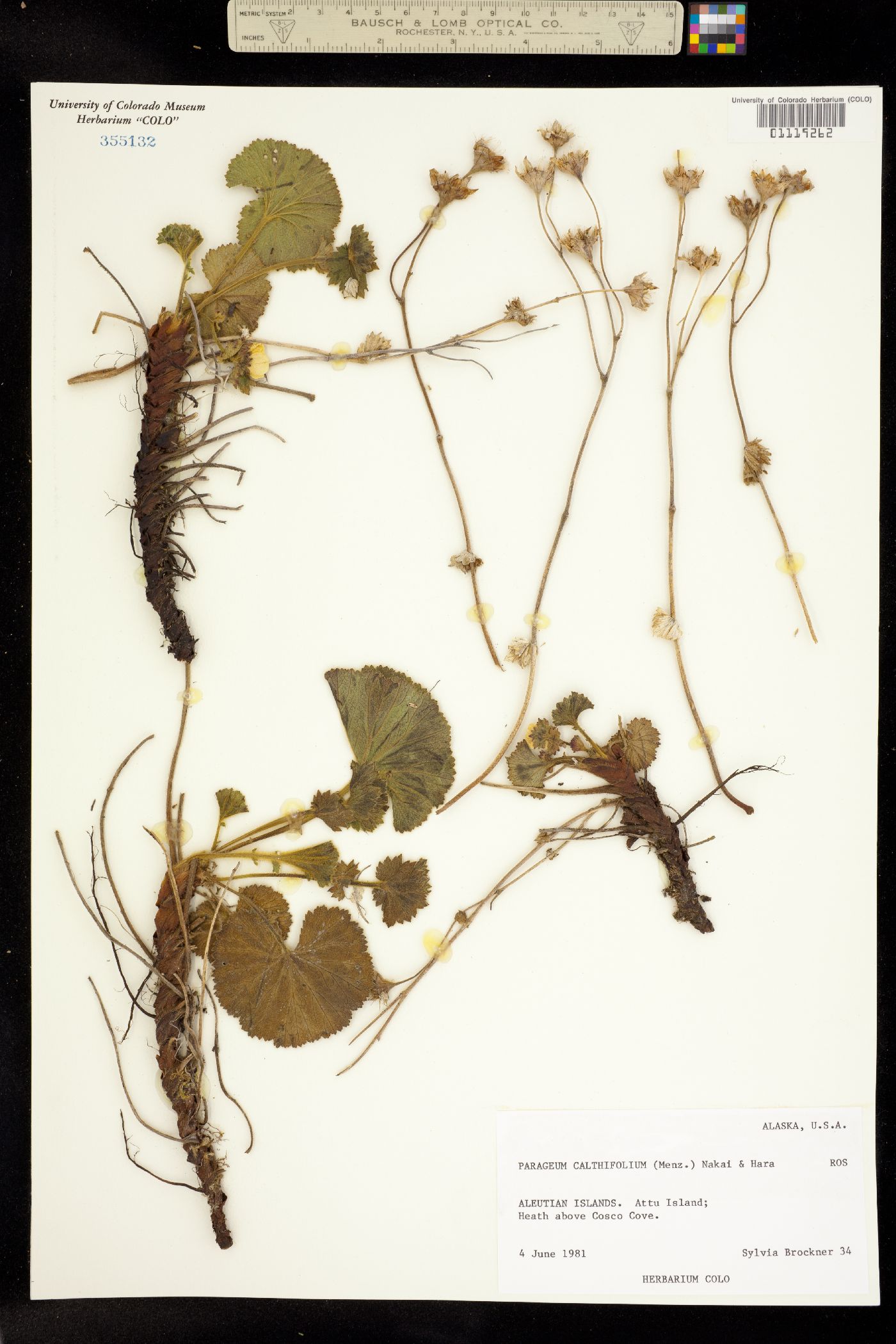 Geum calthifolium image
