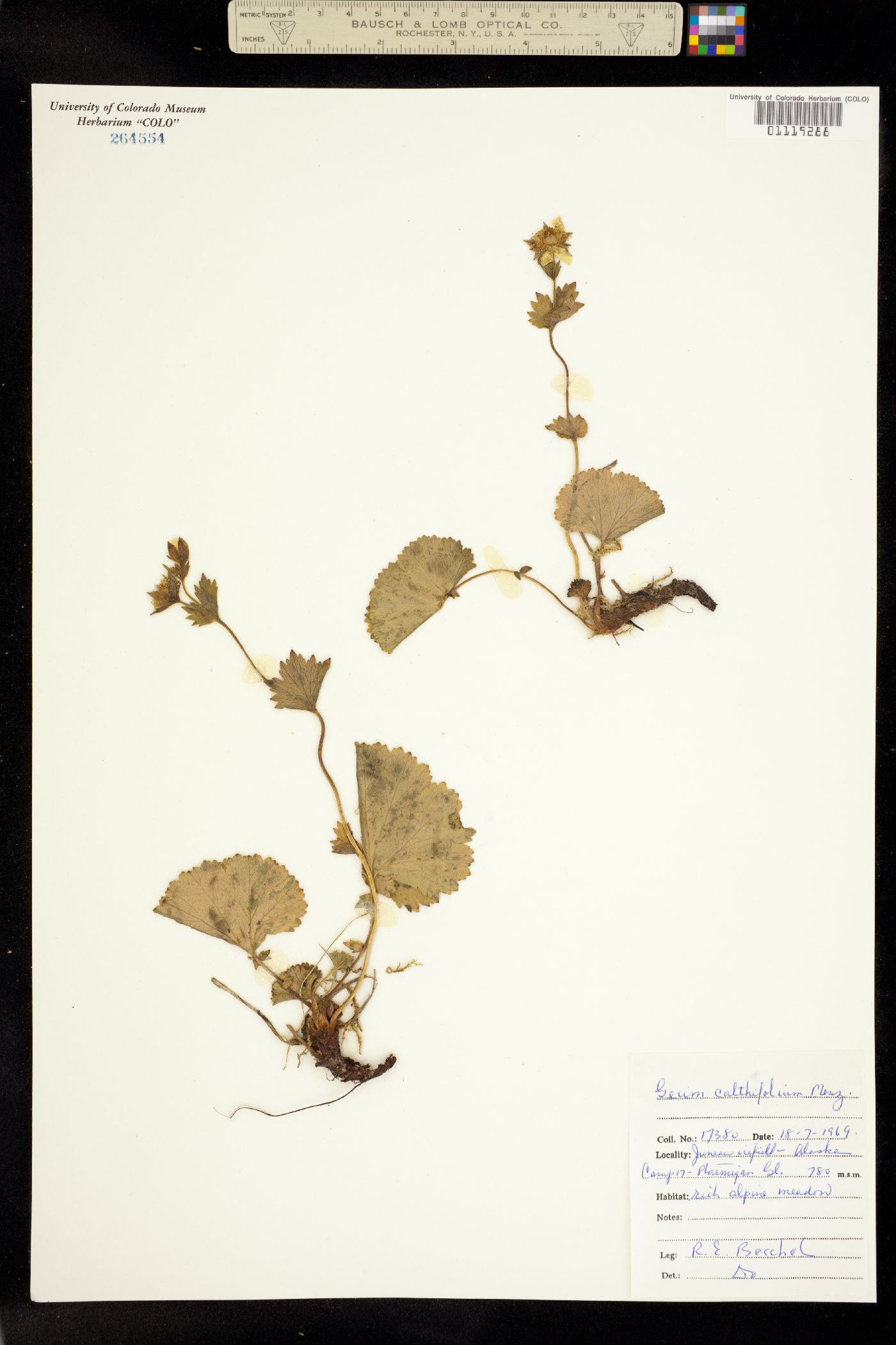 Geum calthifolium subsp. calthifolium image