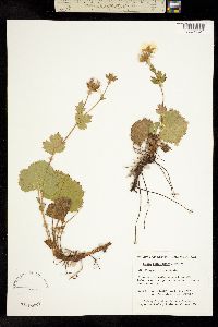 Geum calthifolium image