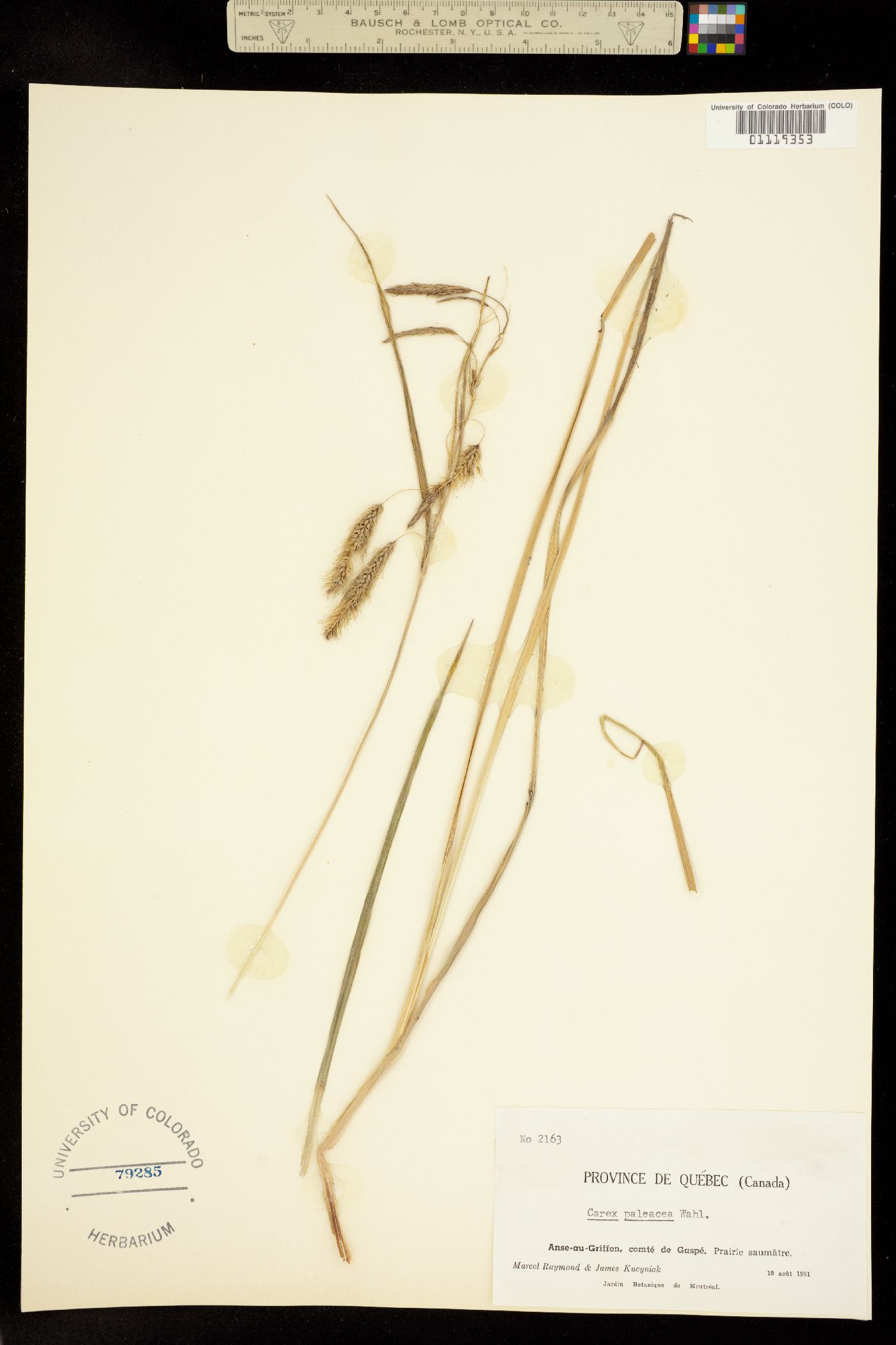 Carex paleacea image