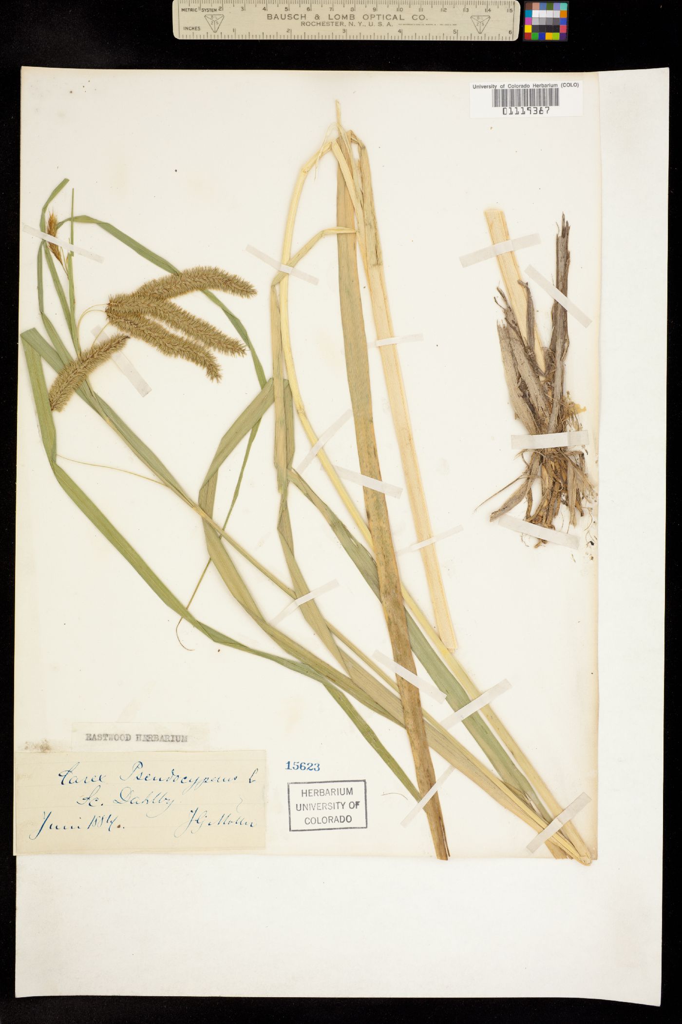 Carex pseudocyperus image