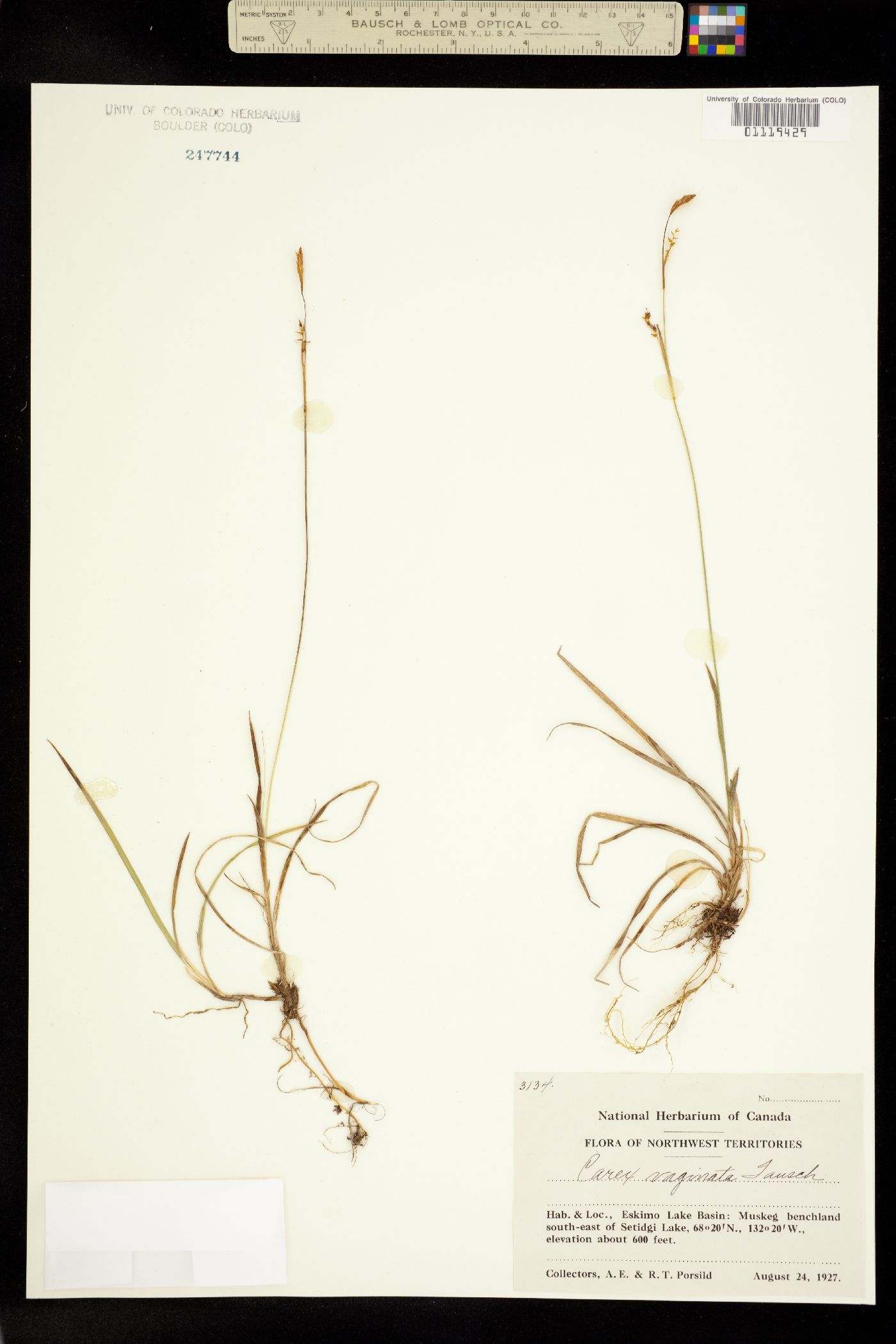 Carex vaginata image