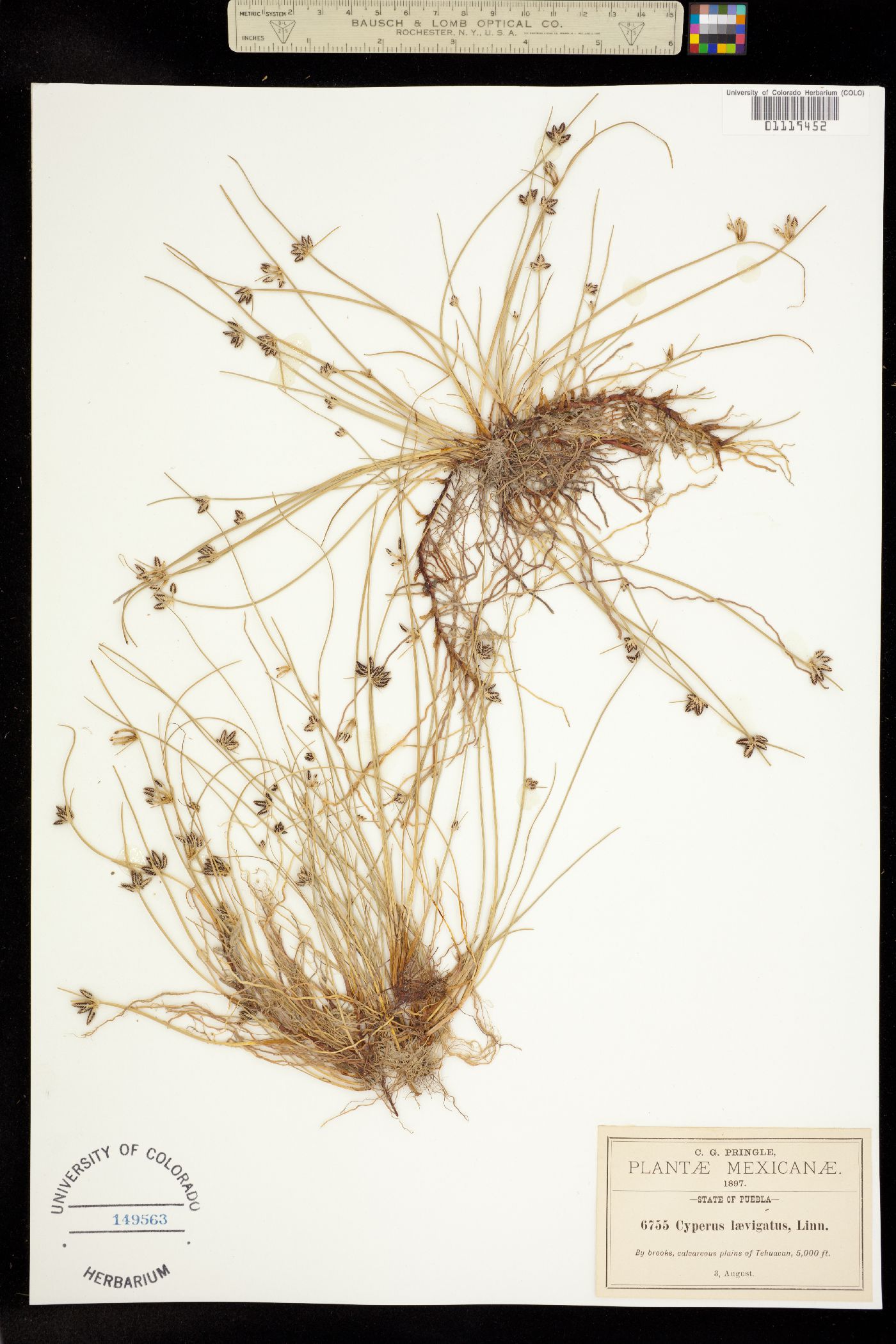 Cyperus laevigatus image