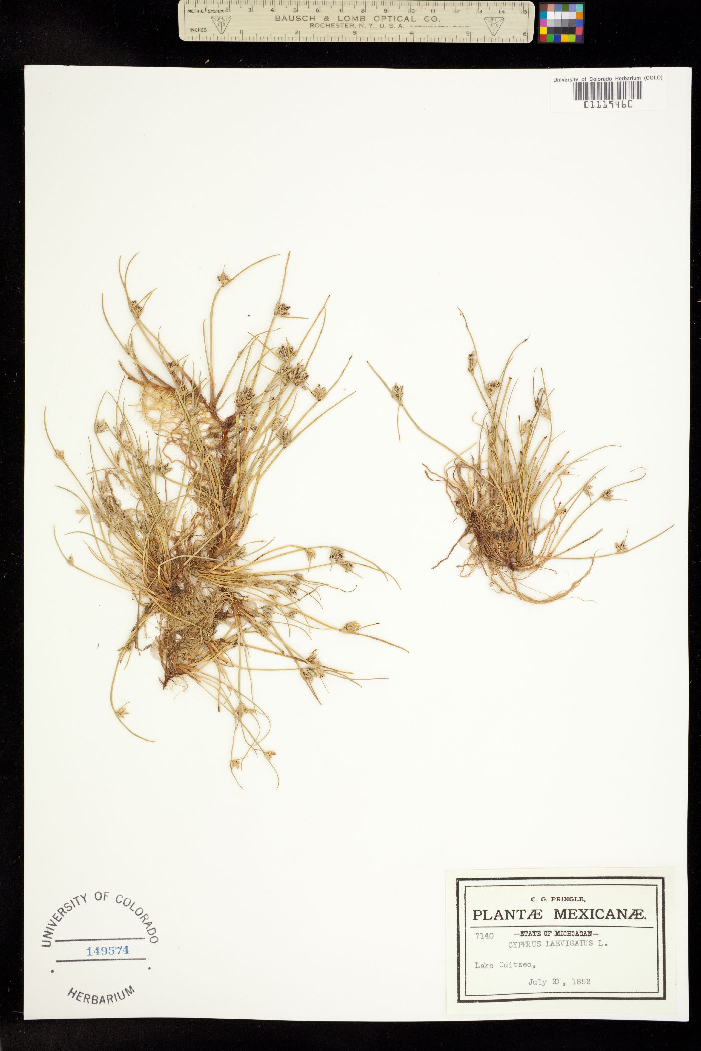 Cyperus laevigatus image