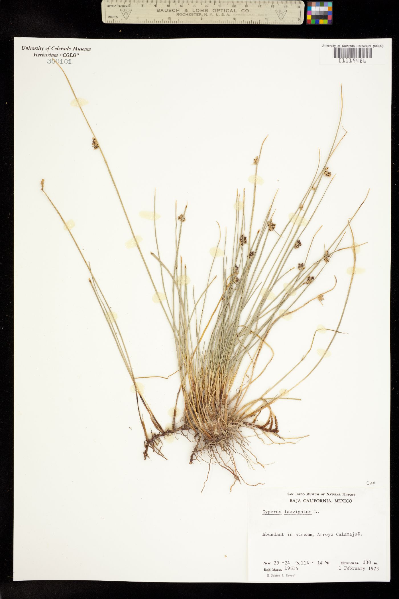 Cyperus laevigatus image