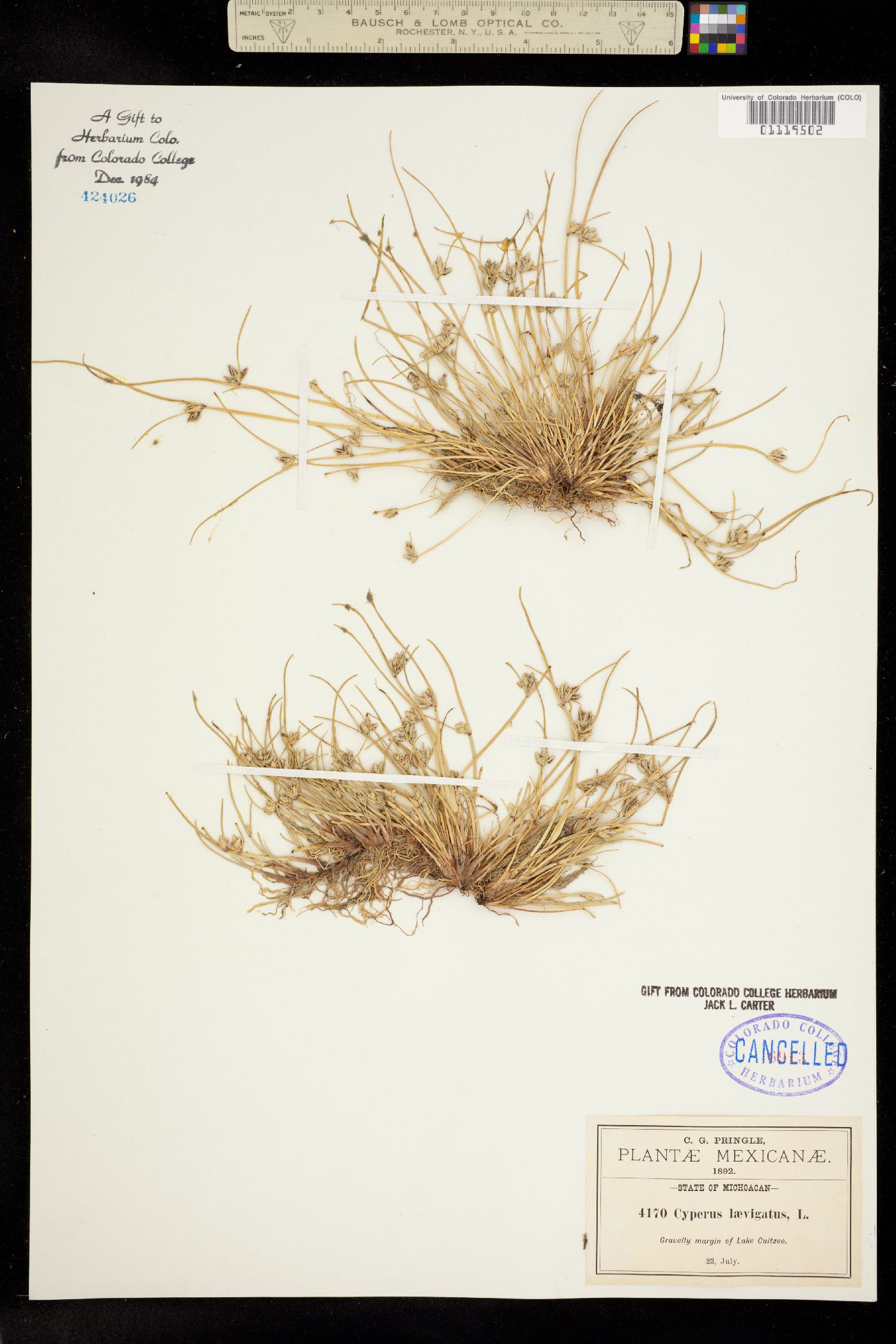 Cyperus laevigatus image