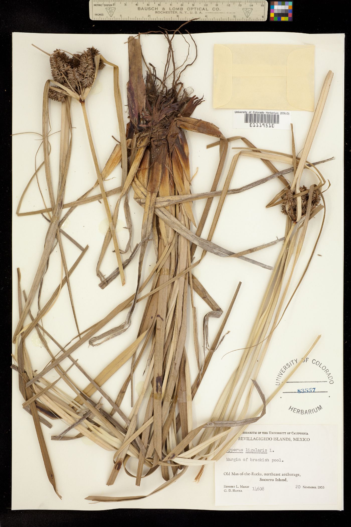 Cyperus ligularis image