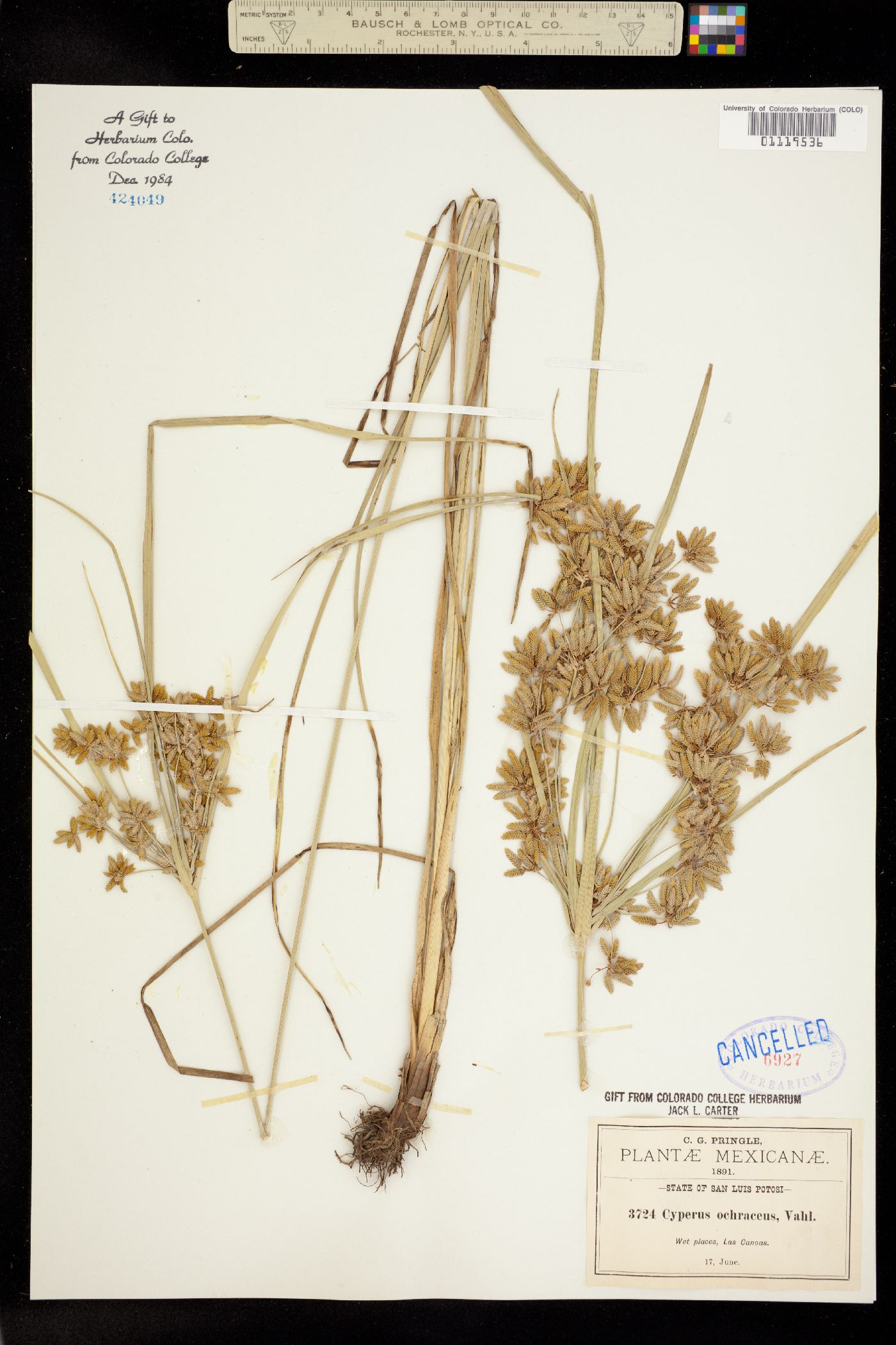 Cyperus ochraceus image