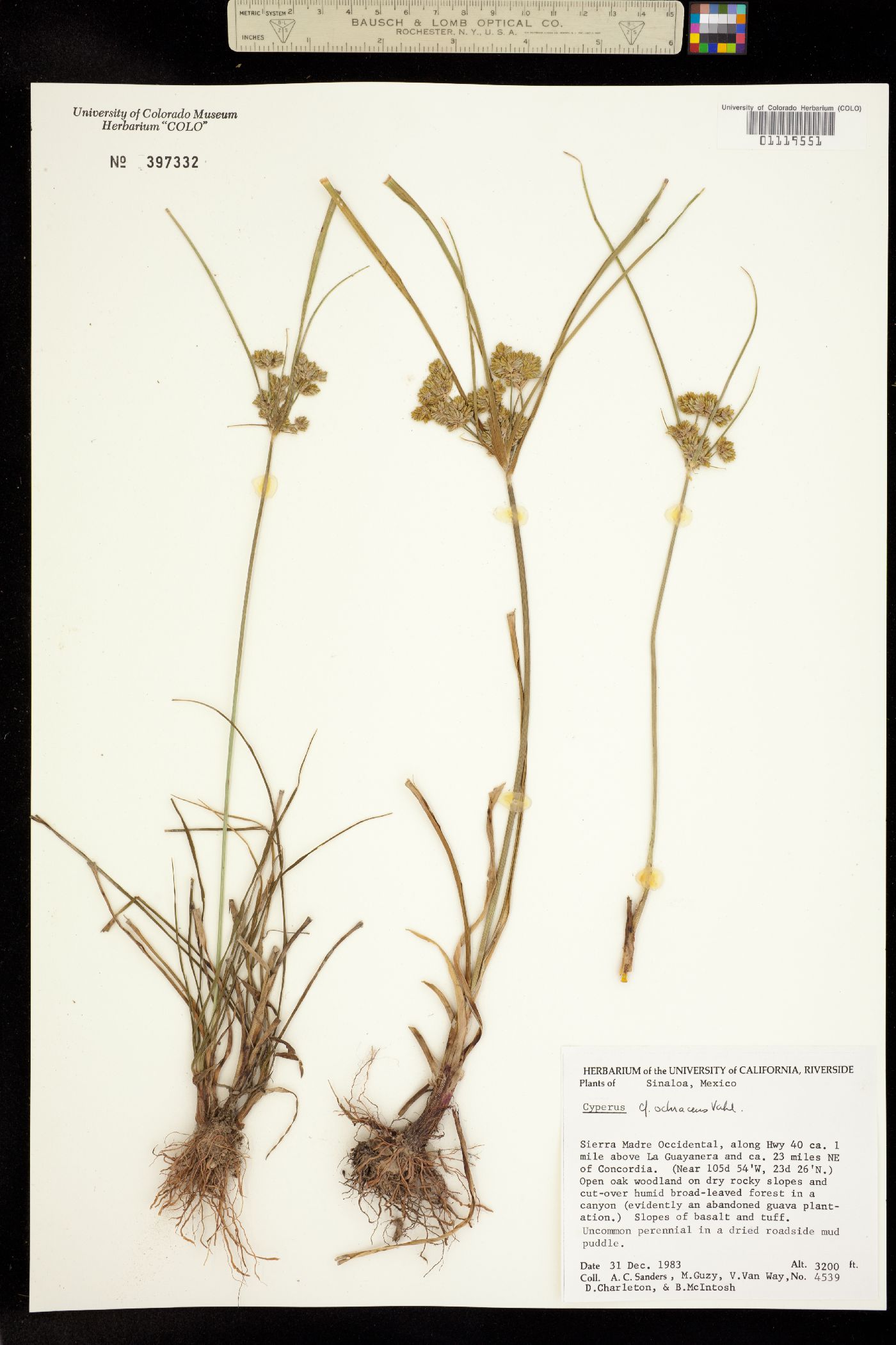 Cyperus ochraceus image