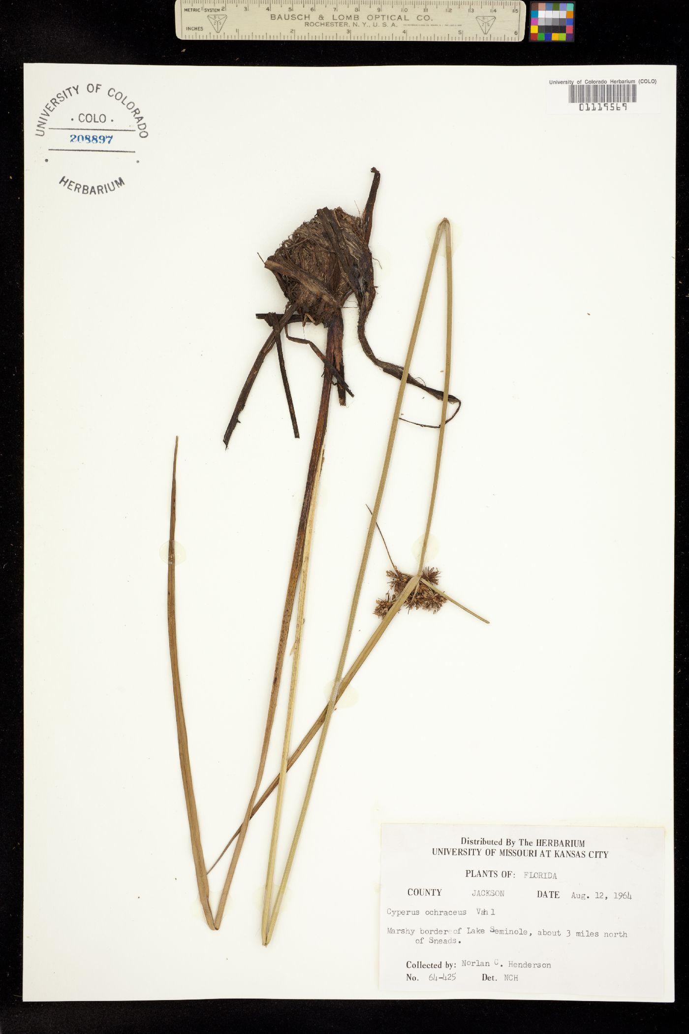 Cyperus ochraceus image