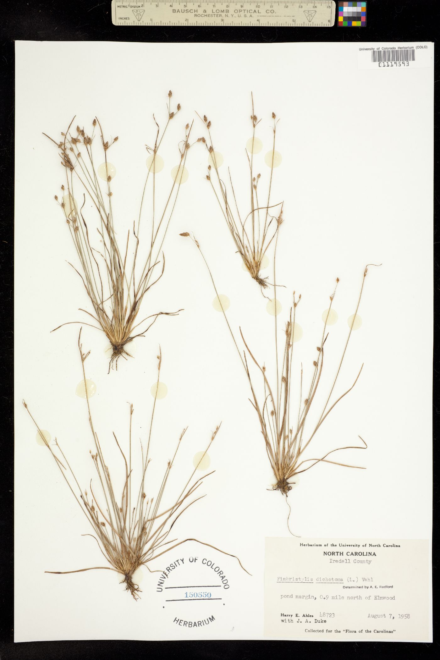 Fimbristylis dichotoma image