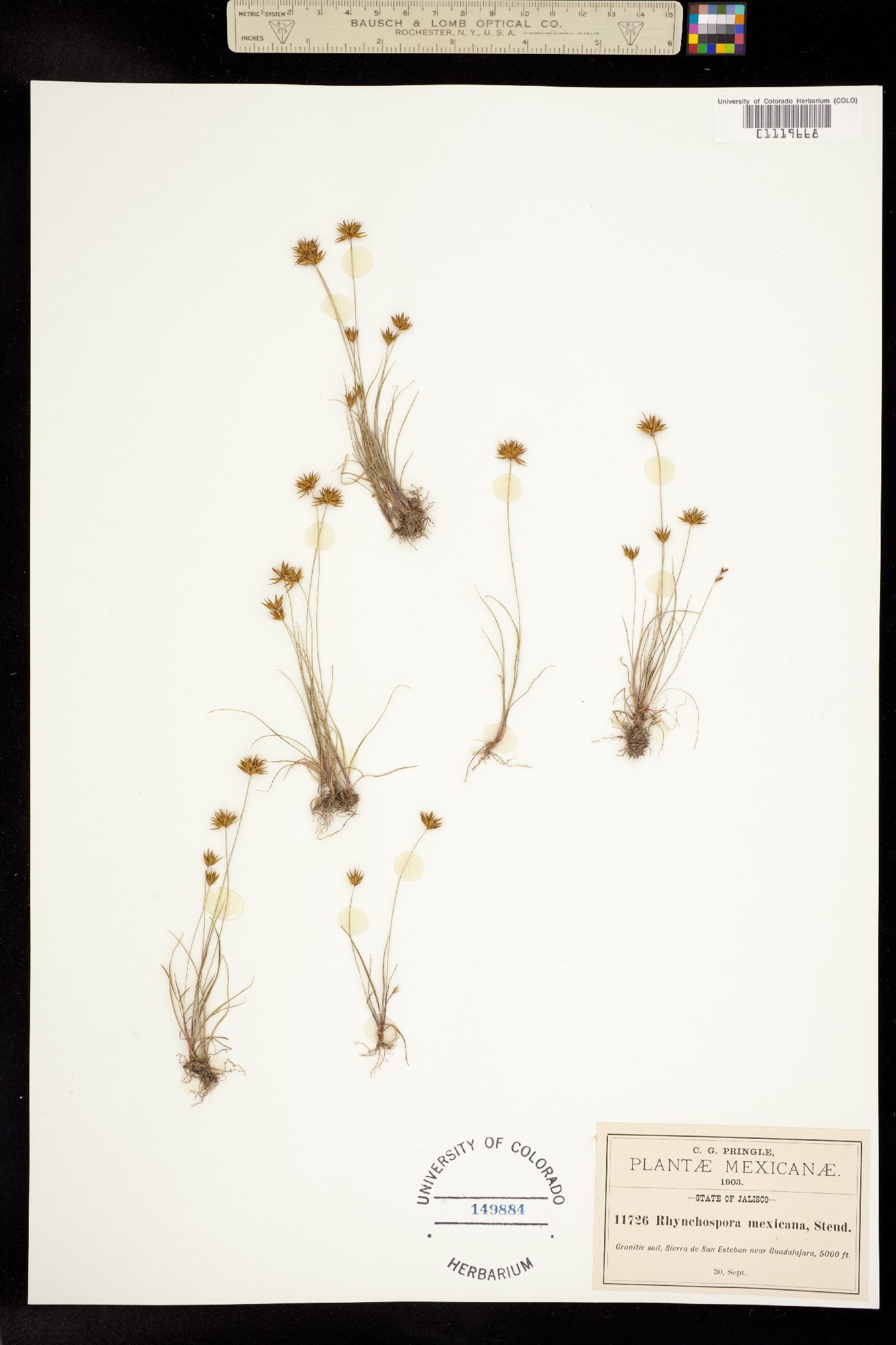 Rhynchospora mexicana image