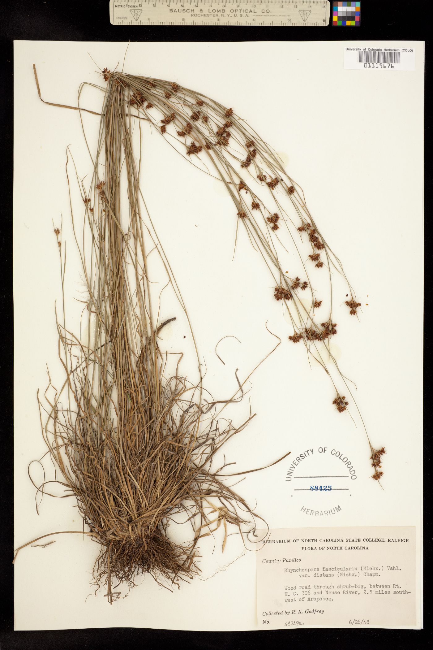 Rhynchospora fascicularis image