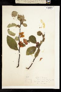 Cydonia japonica image