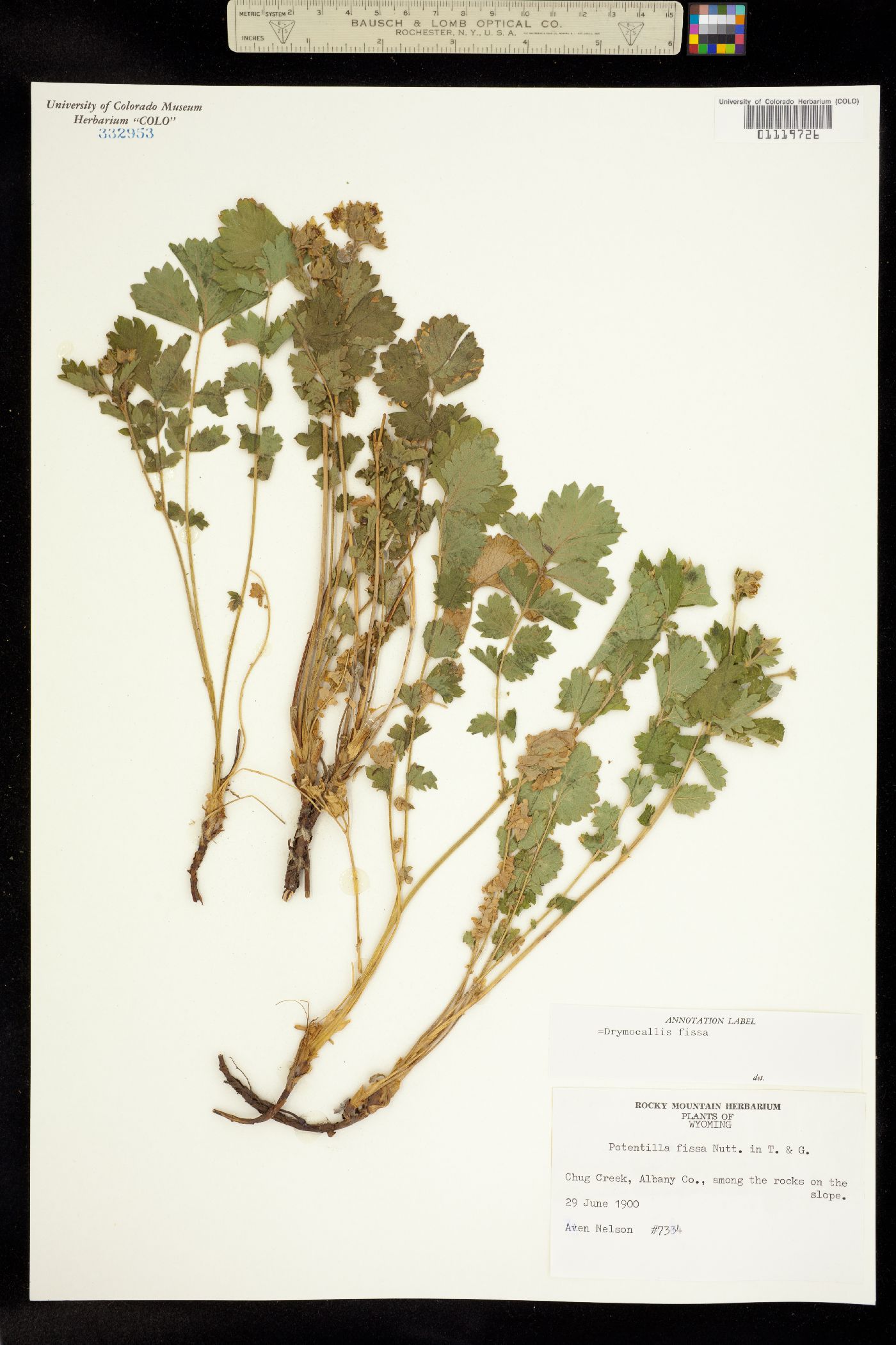 Drymocallis fissa image